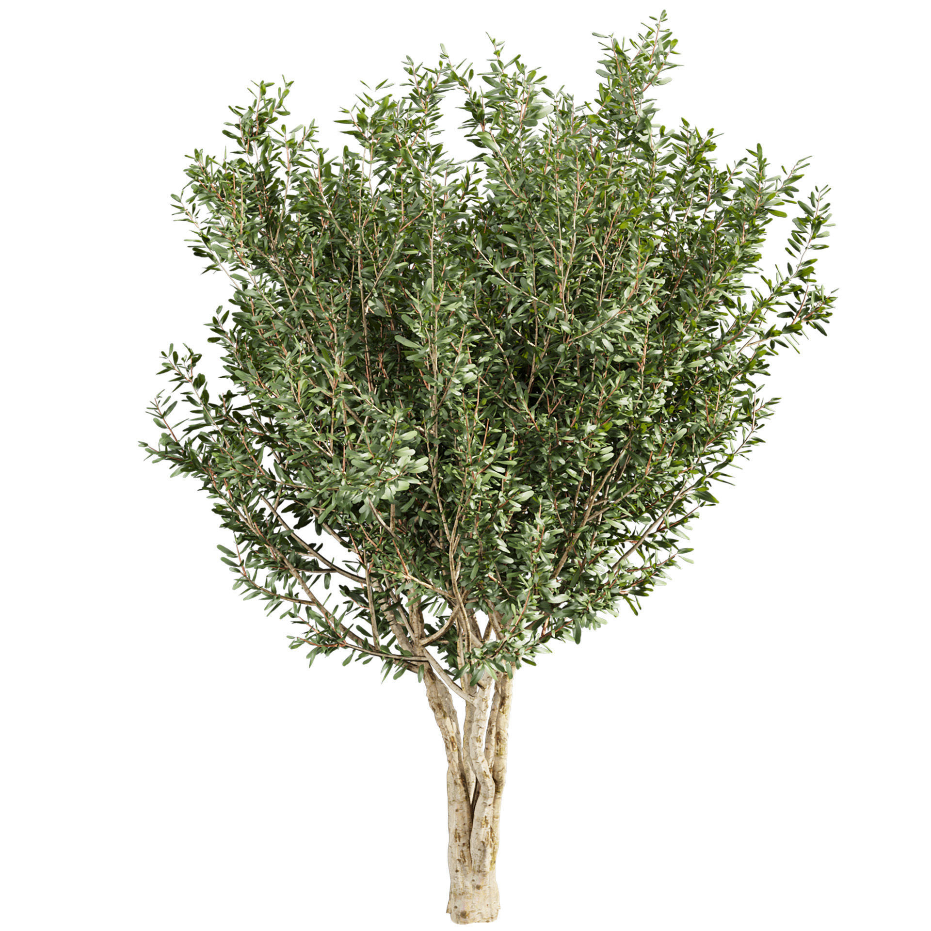 Collection plant vol 576 - Eucalyptus - Lehmannii - tree 3D model_4