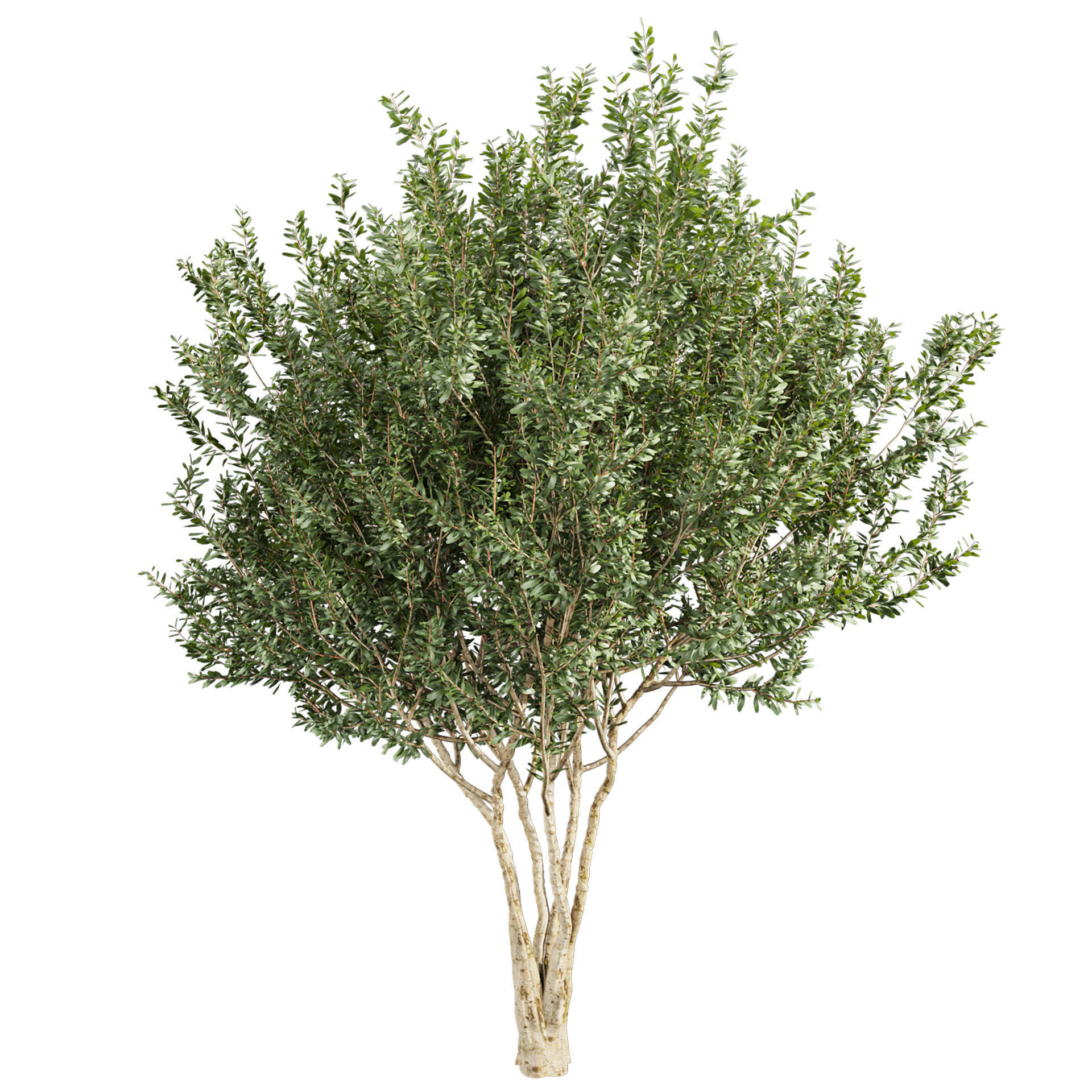 Collection plant vol 576 - Eucalyptus - Lehmannii - tree 3D model_2