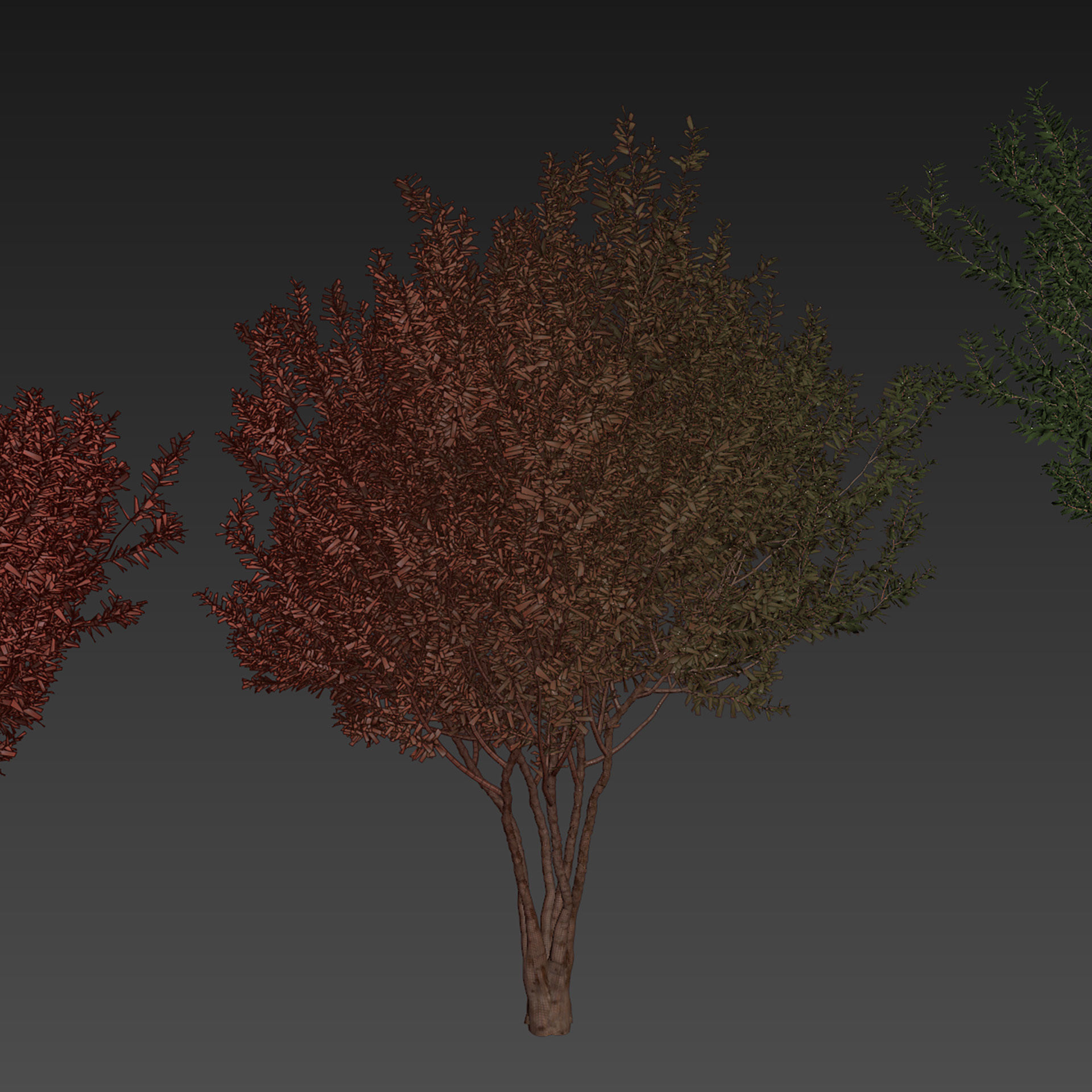 Collection plant vol 576 - Eucalyptus - Lehmannii - tree 3D model_6