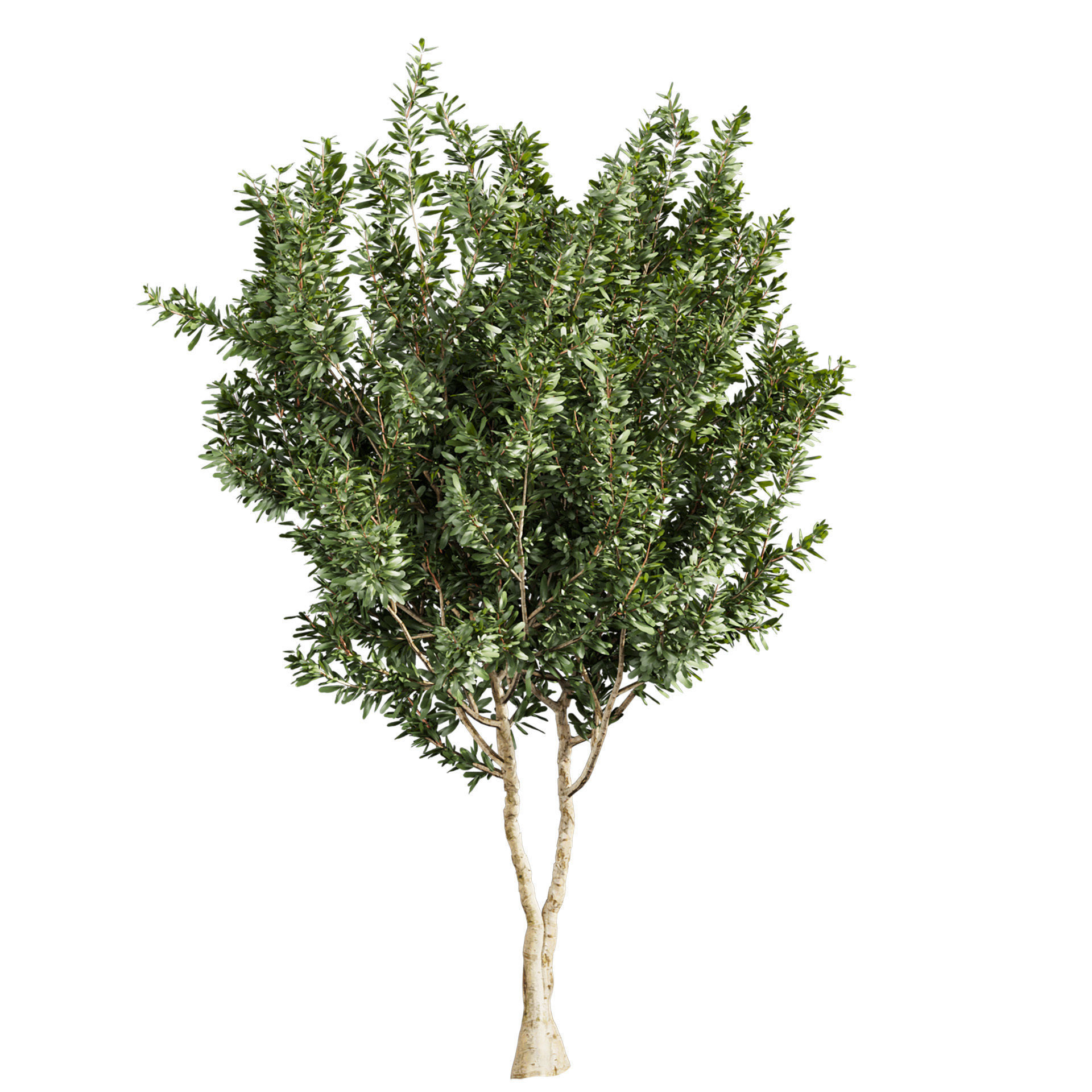 Collection plant vol 576 - Eucalyptus - Lehmannii - tree 3D model_5