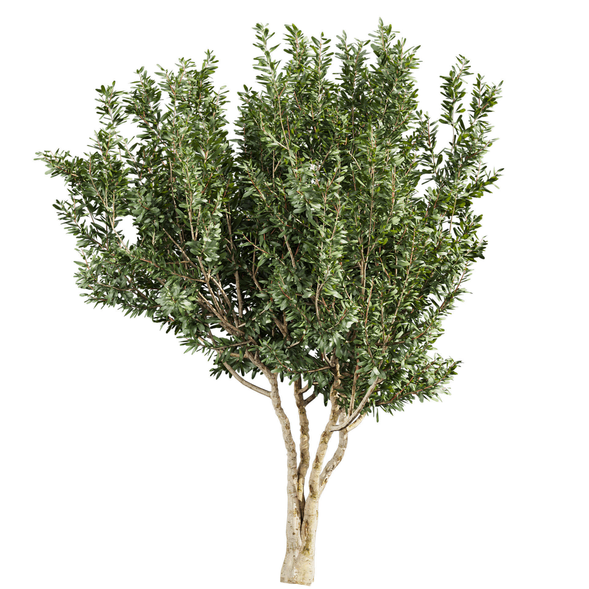 Collection plant vol 576 - Eucalyptus - Lehmannii - tree 3D model_3