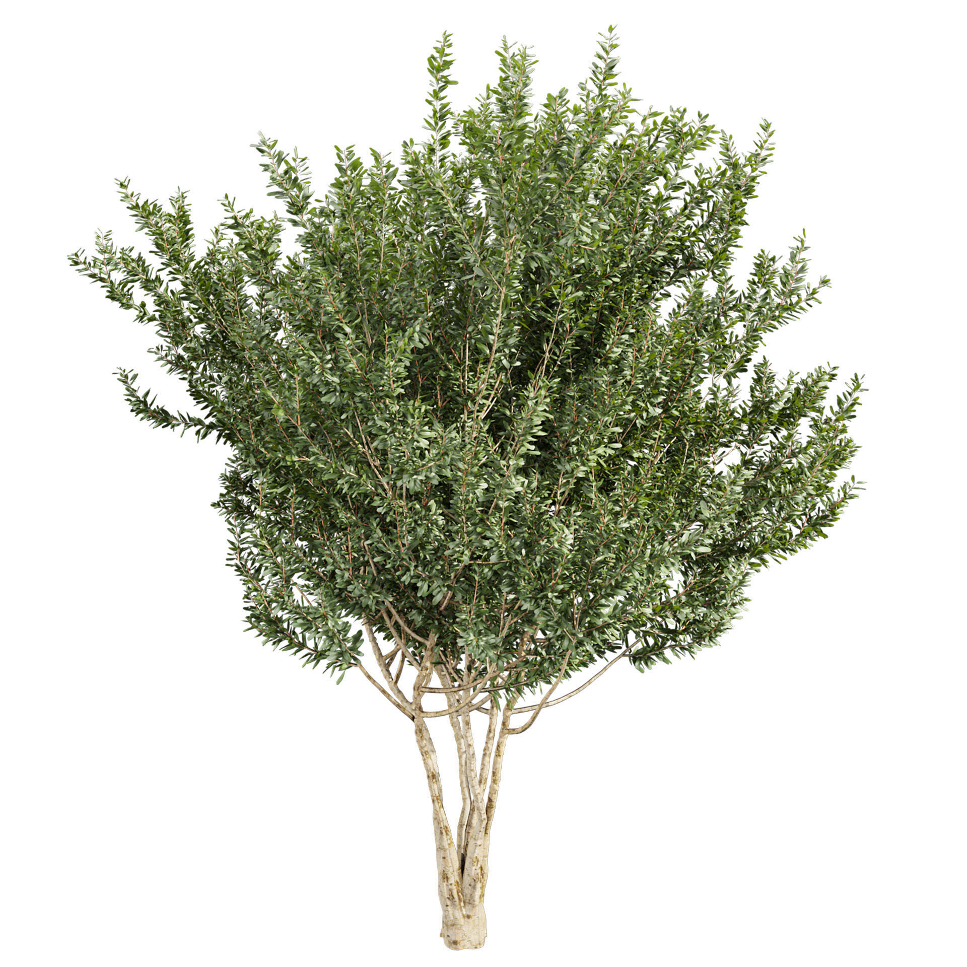 Collection plant vol 576 - Eucalyptus - Lehmannii - tree 3D model_1