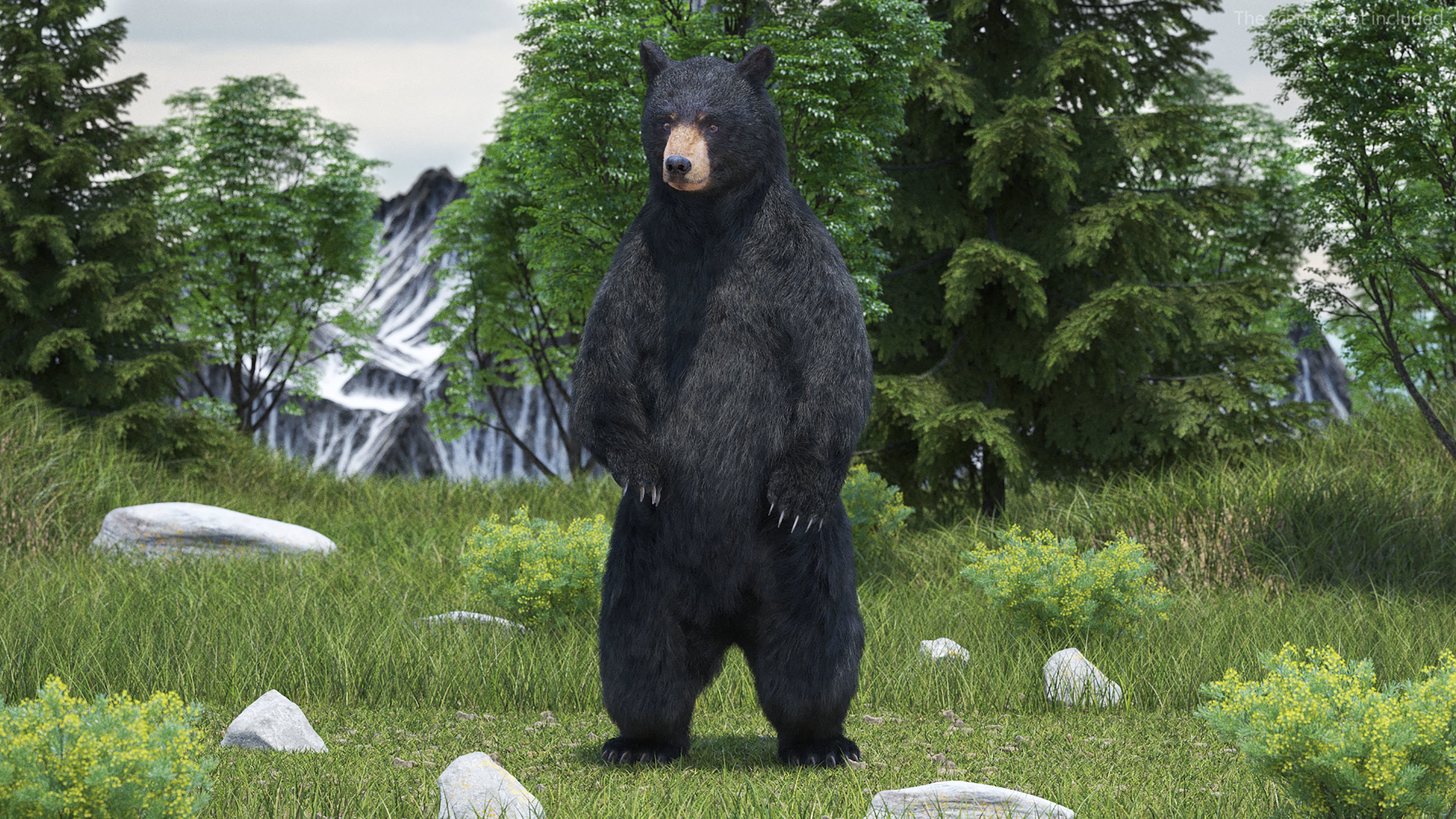 Black Bear Fur Rigged 3D model