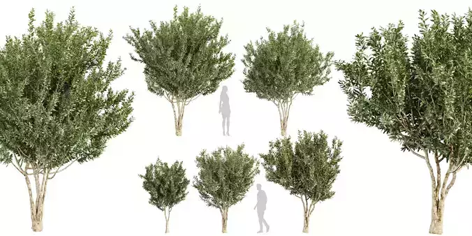 Collection plant vol 576 - Eucalyptus - Lehmannii - tree