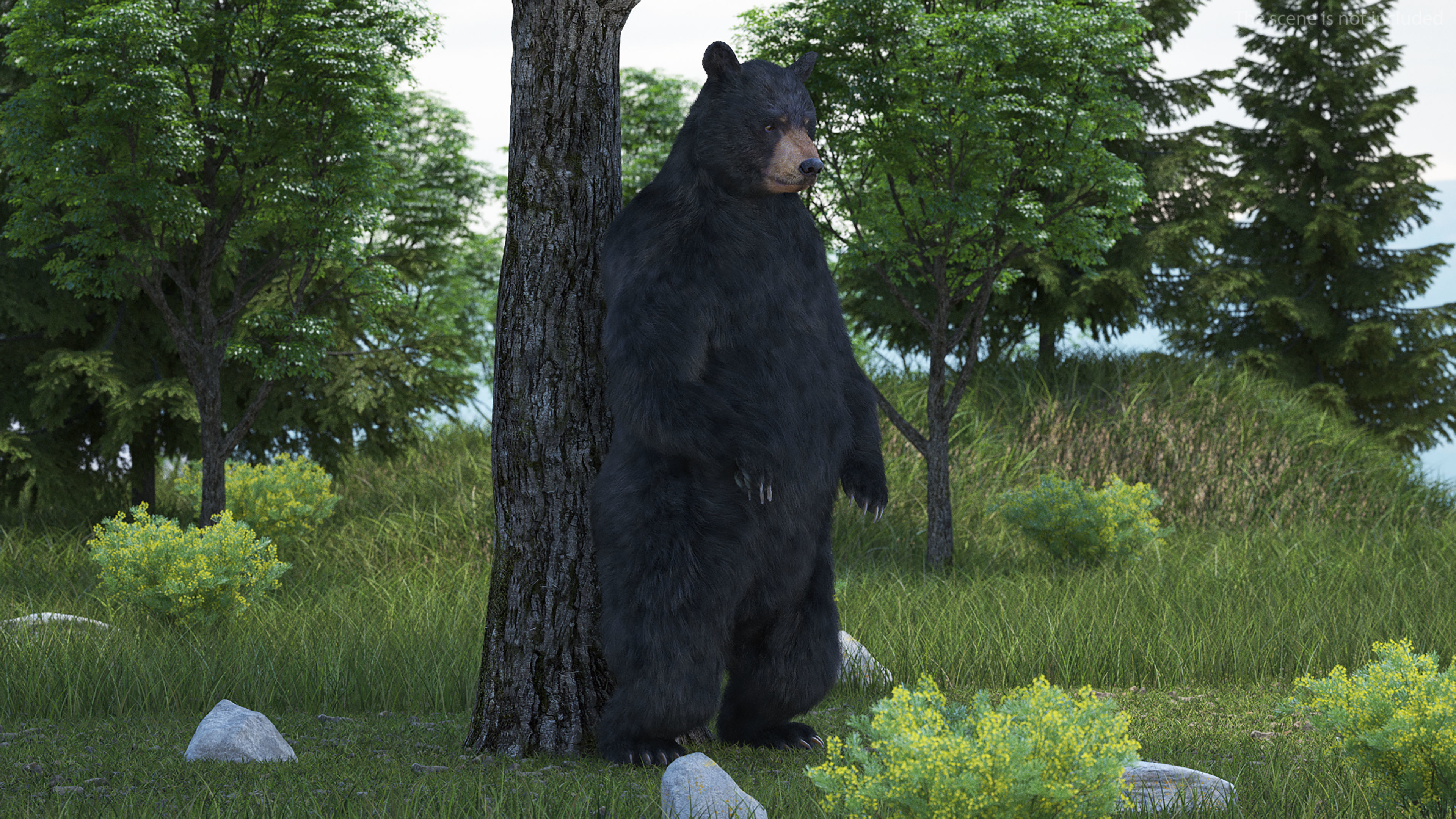 Standing Black Bear Fur 3D model