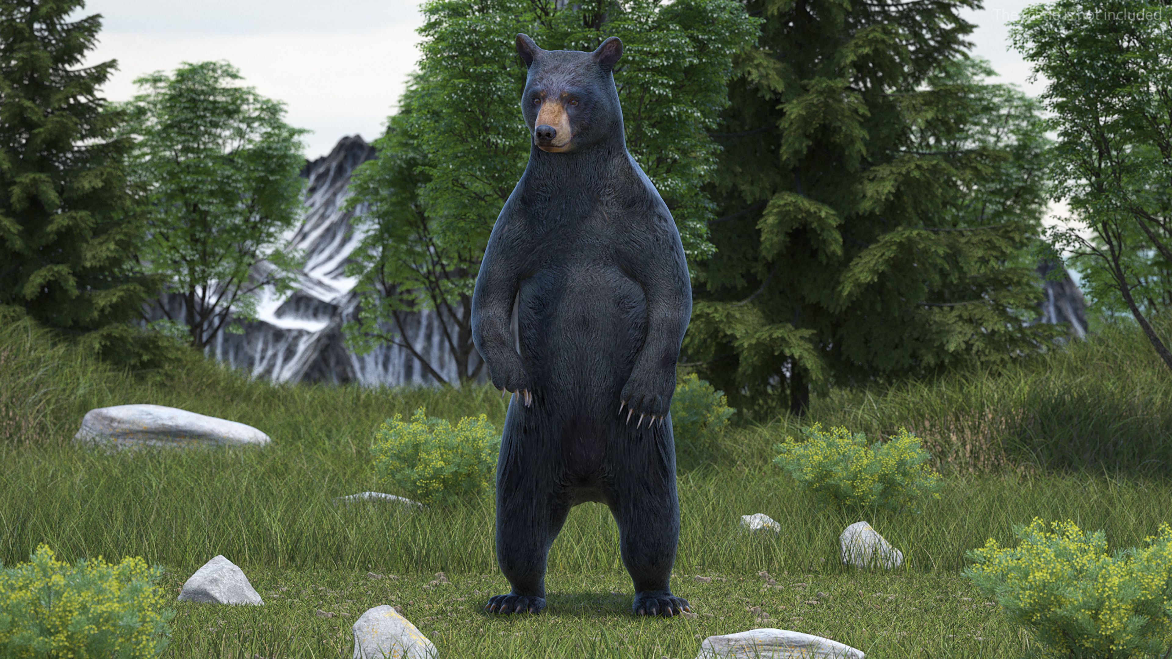 Black Bear Rigged 3D model