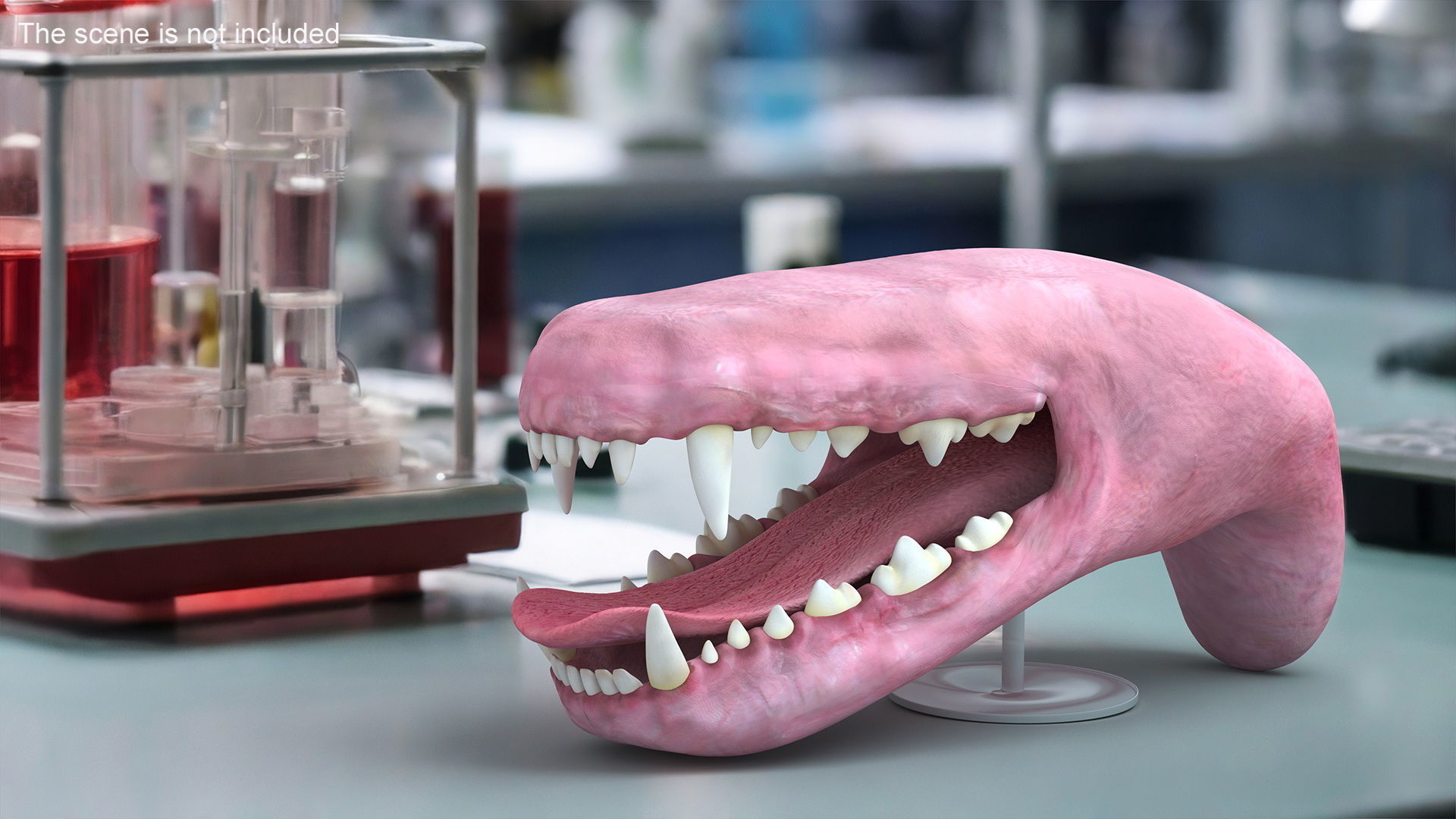 Dog Jaw Anatomic Rigged for Cinema 4D 3D model