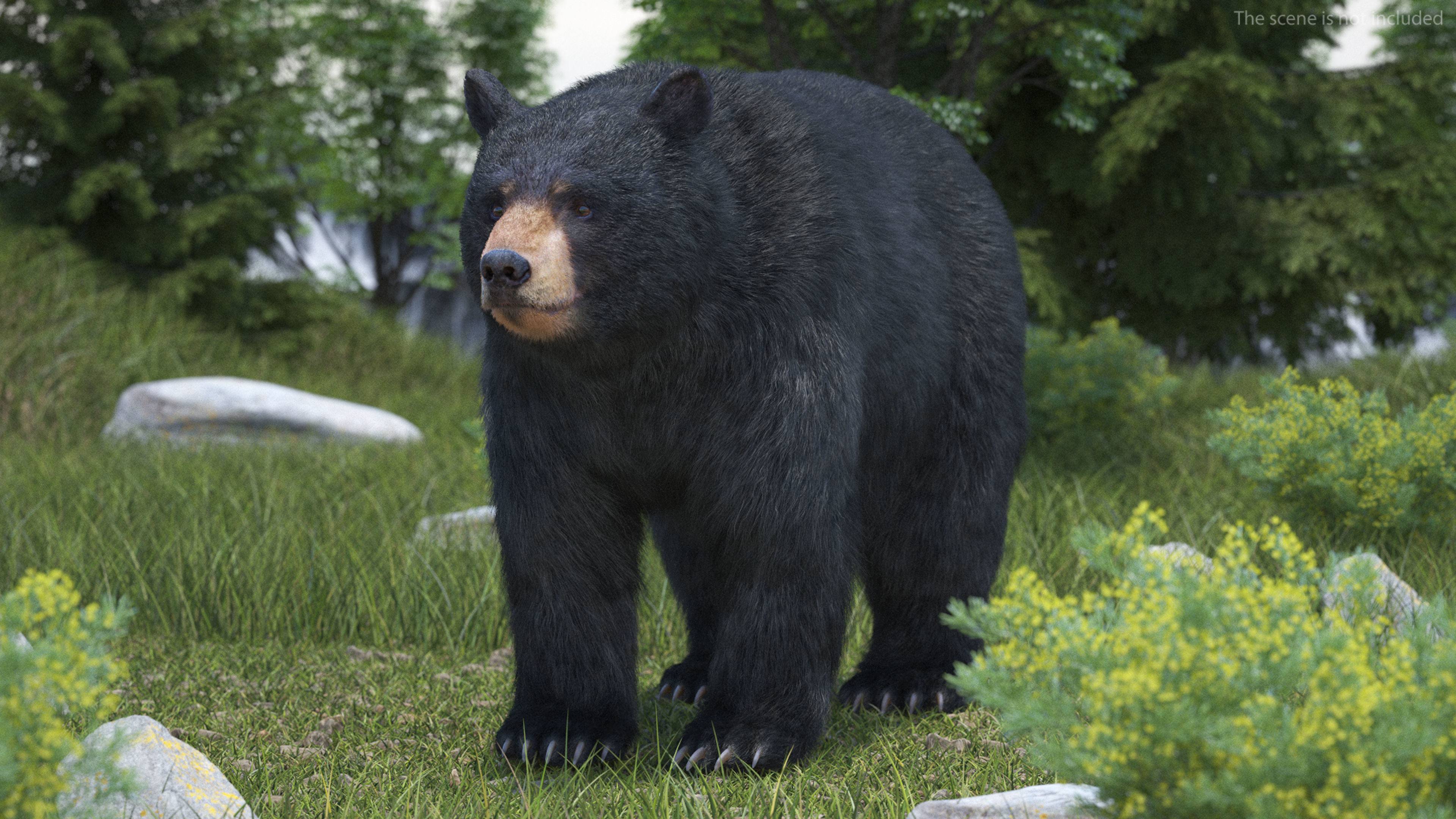 Black Bear Fur 3D model