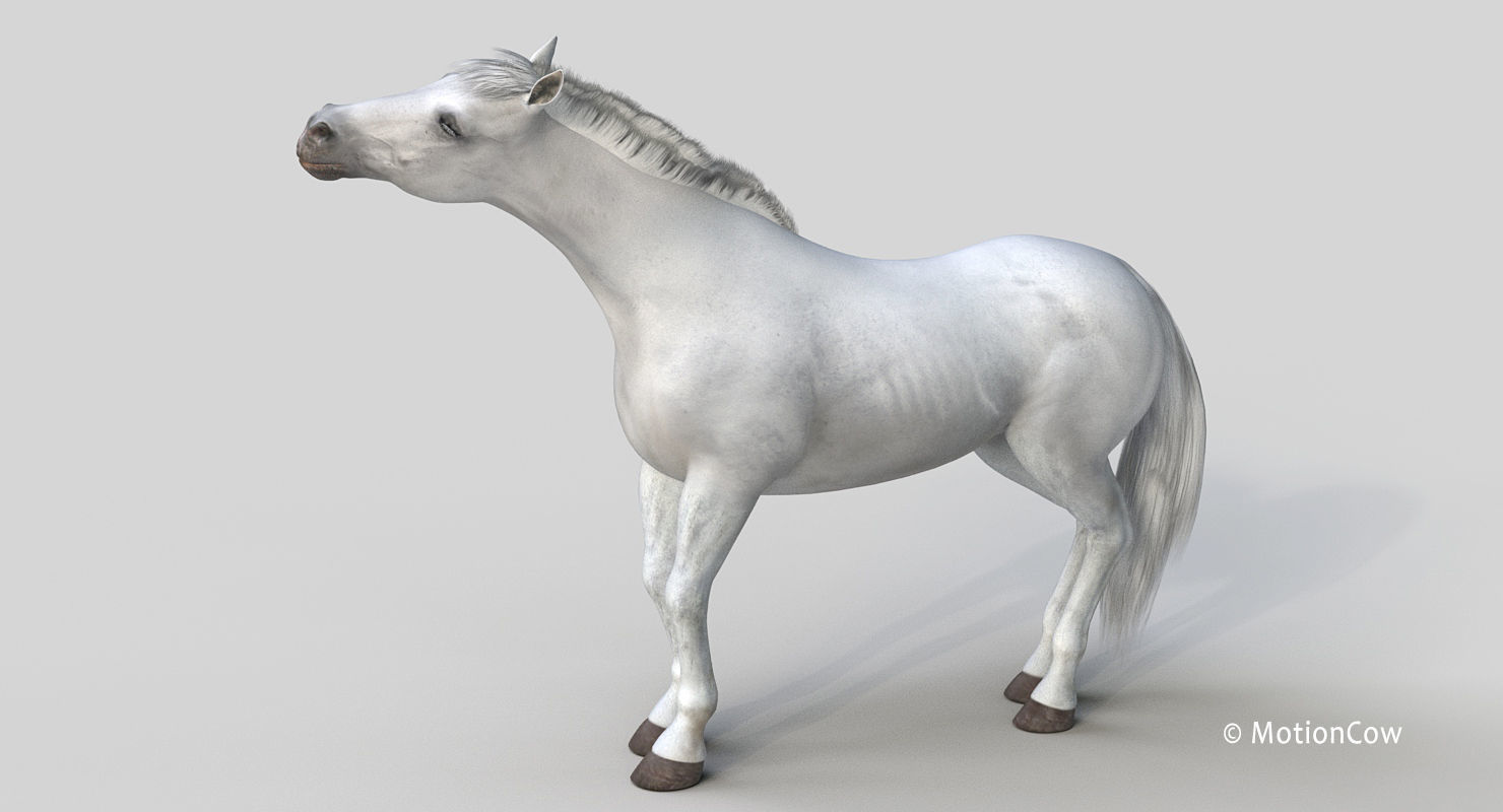 Horse PRO - White 3D model_13