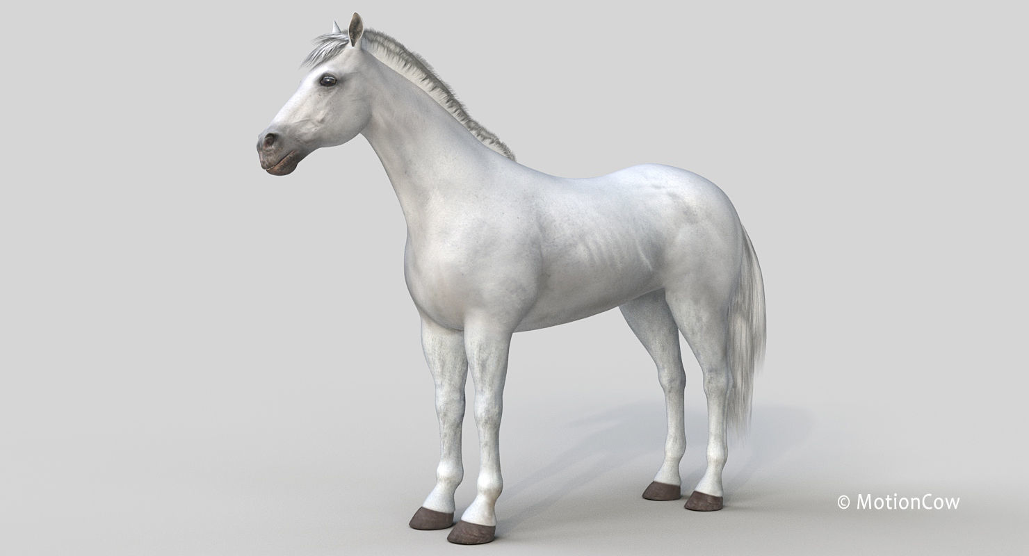 Horse PRO - White 3D model_7