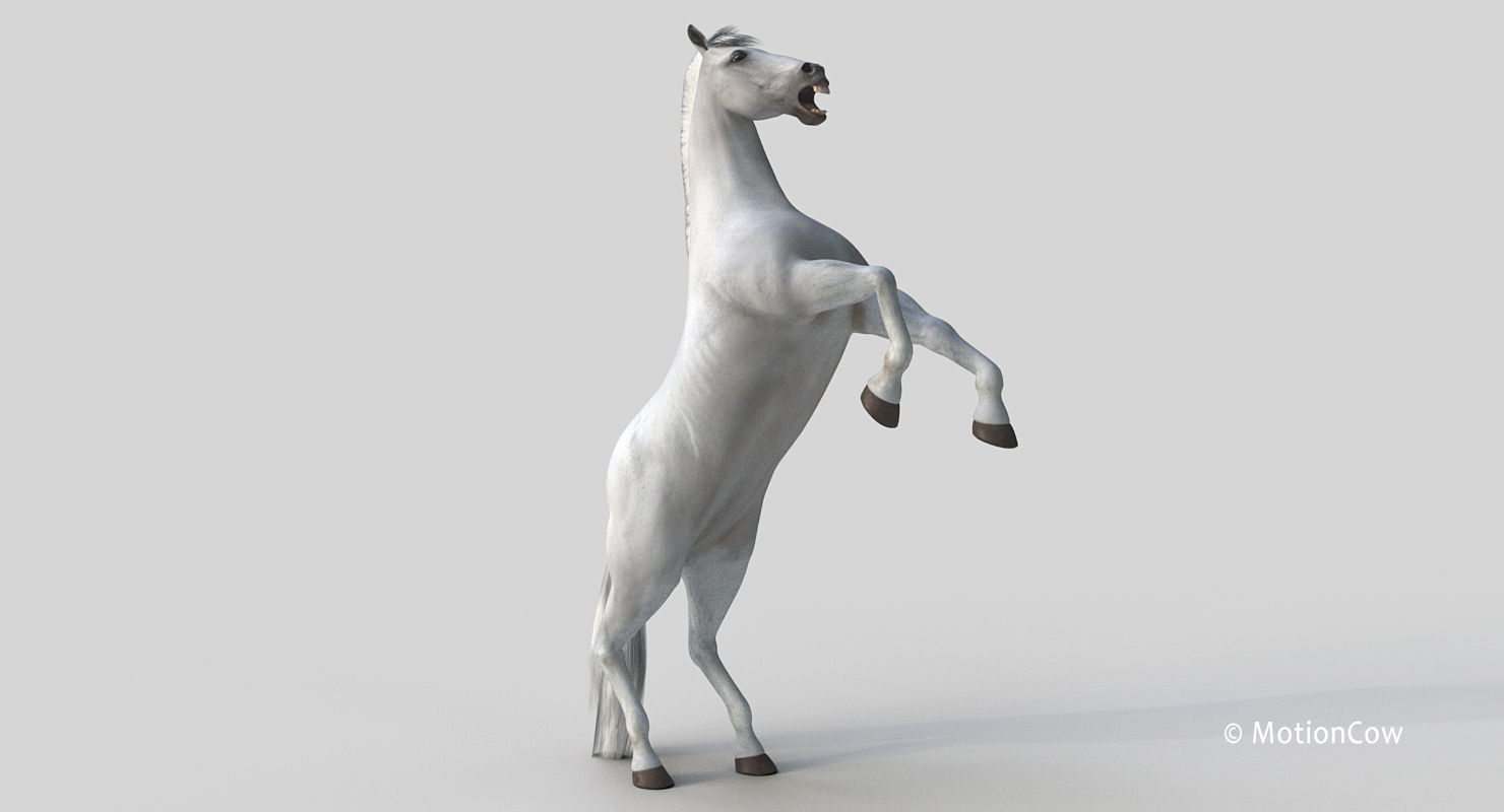 Horse PRO - White 3D model_12