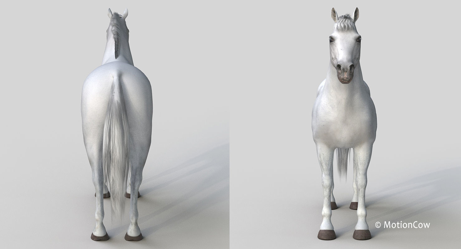 Horse PRO - White 3D model_19