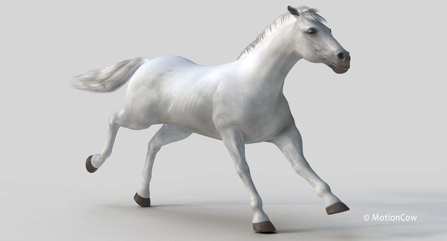 Horse PRO - White 3D model_10