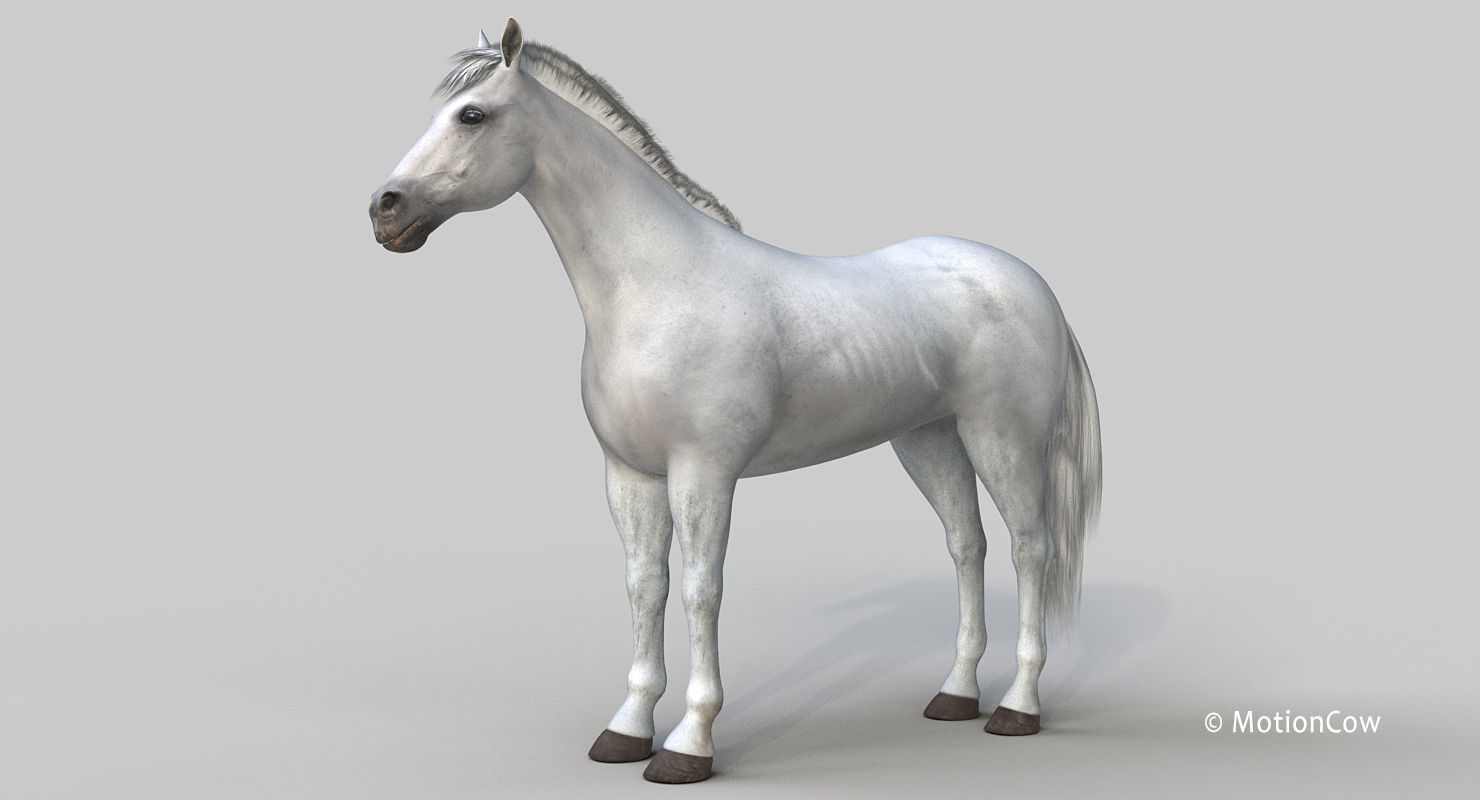 Horse PRO - White 3D model_16