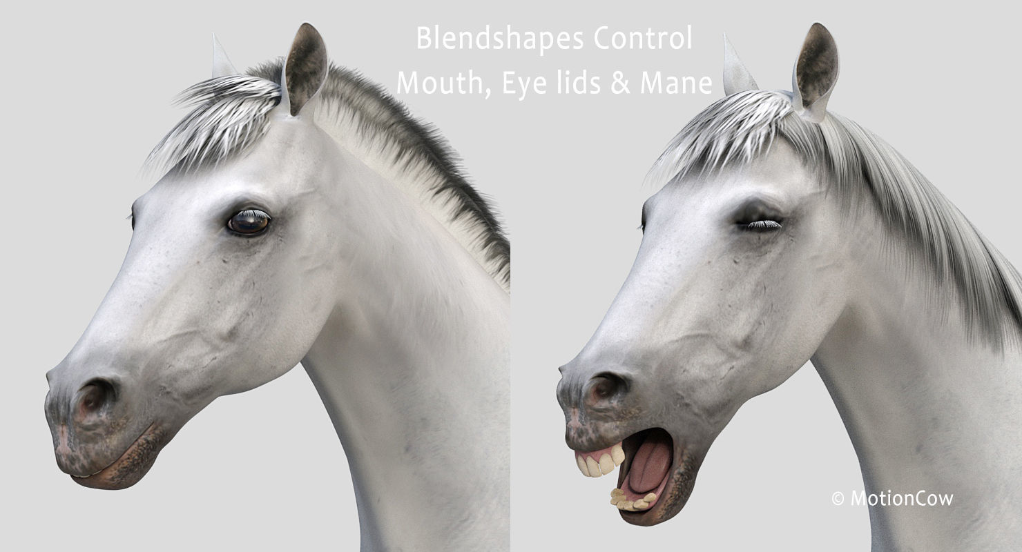 Horse PRO - White 3D model_14