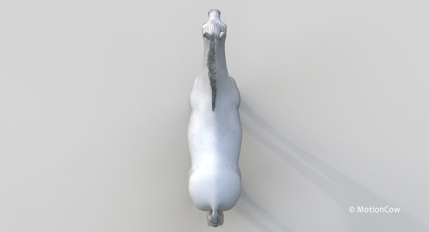 Horse PRO - White 3D model_20