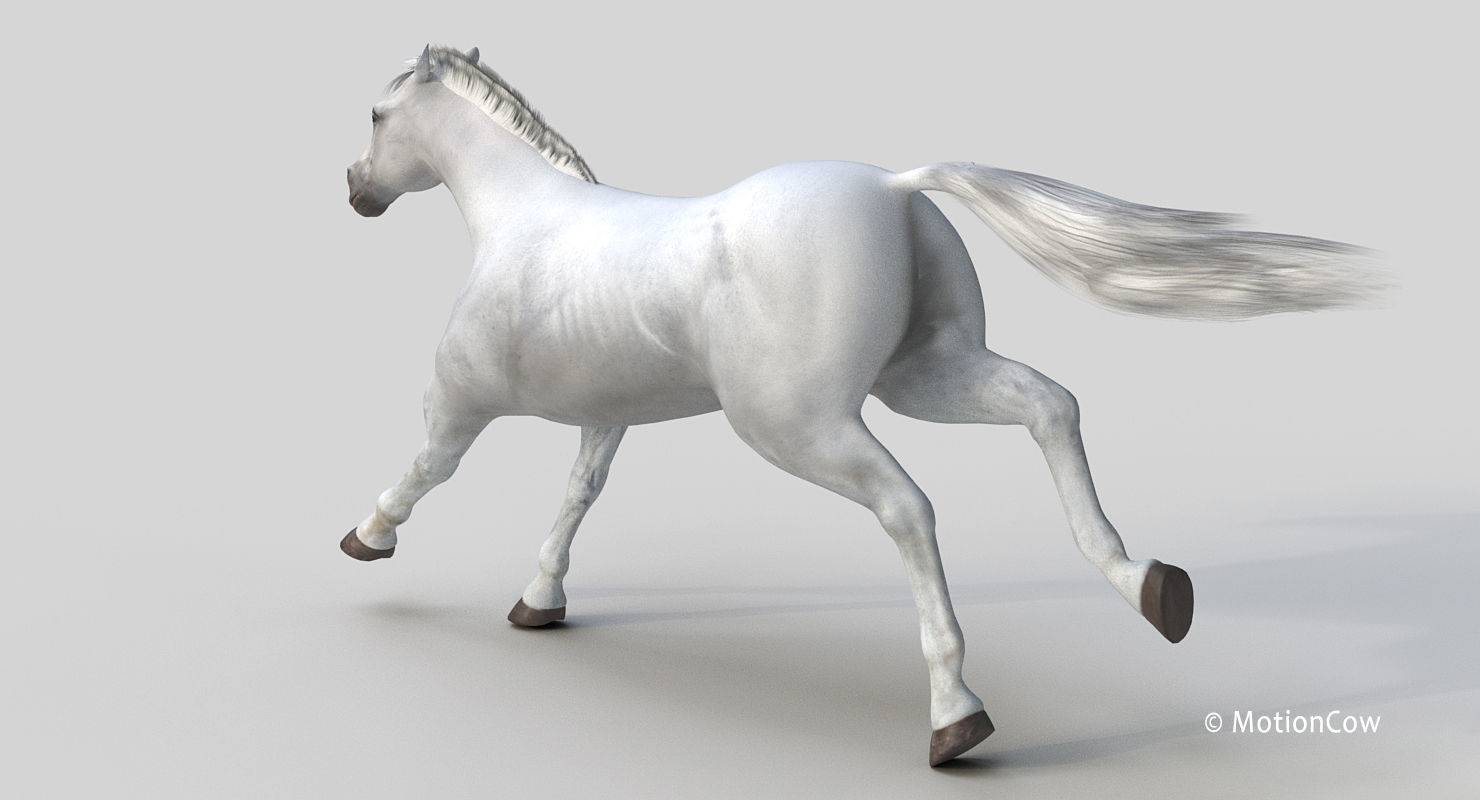 Horse PRO - White 3D model_11