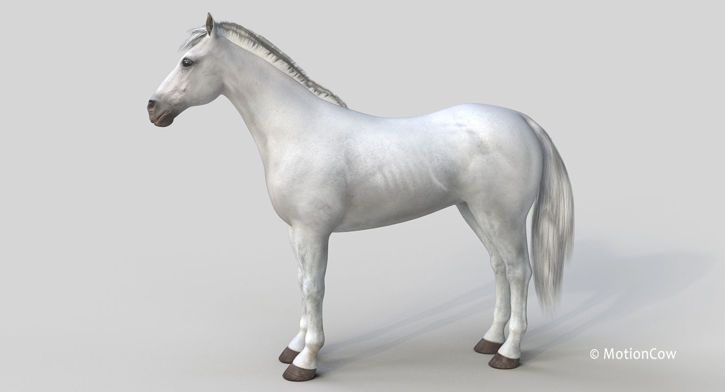Horse PRO - White 3D model_17