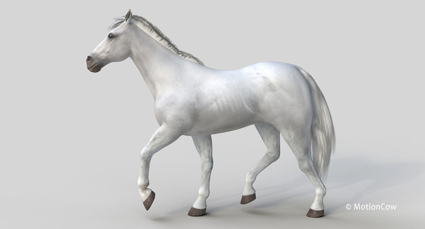 Horse PRO - White 3D model_4