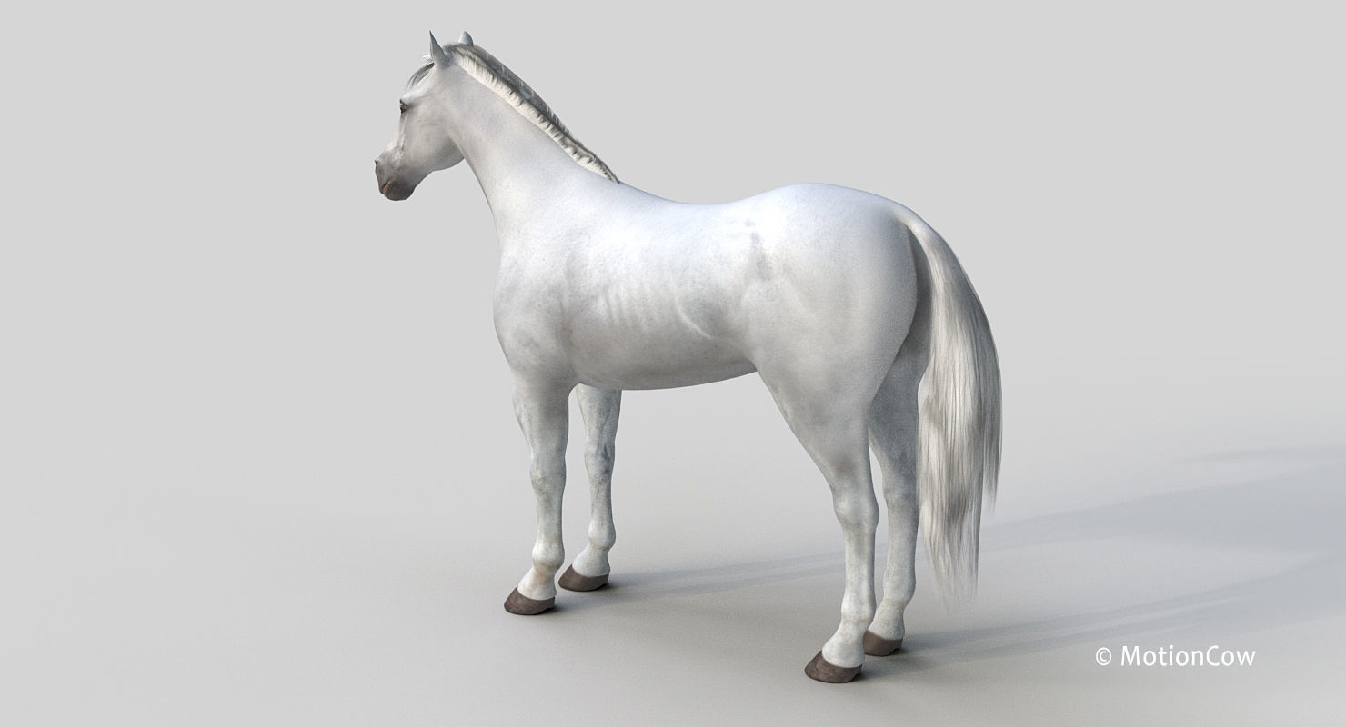 Horse PRO - White 3D model_18