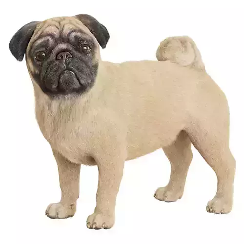 Realistic 3D model of a pug dog 3D model Realistic 3D model of a pug dog 3D model