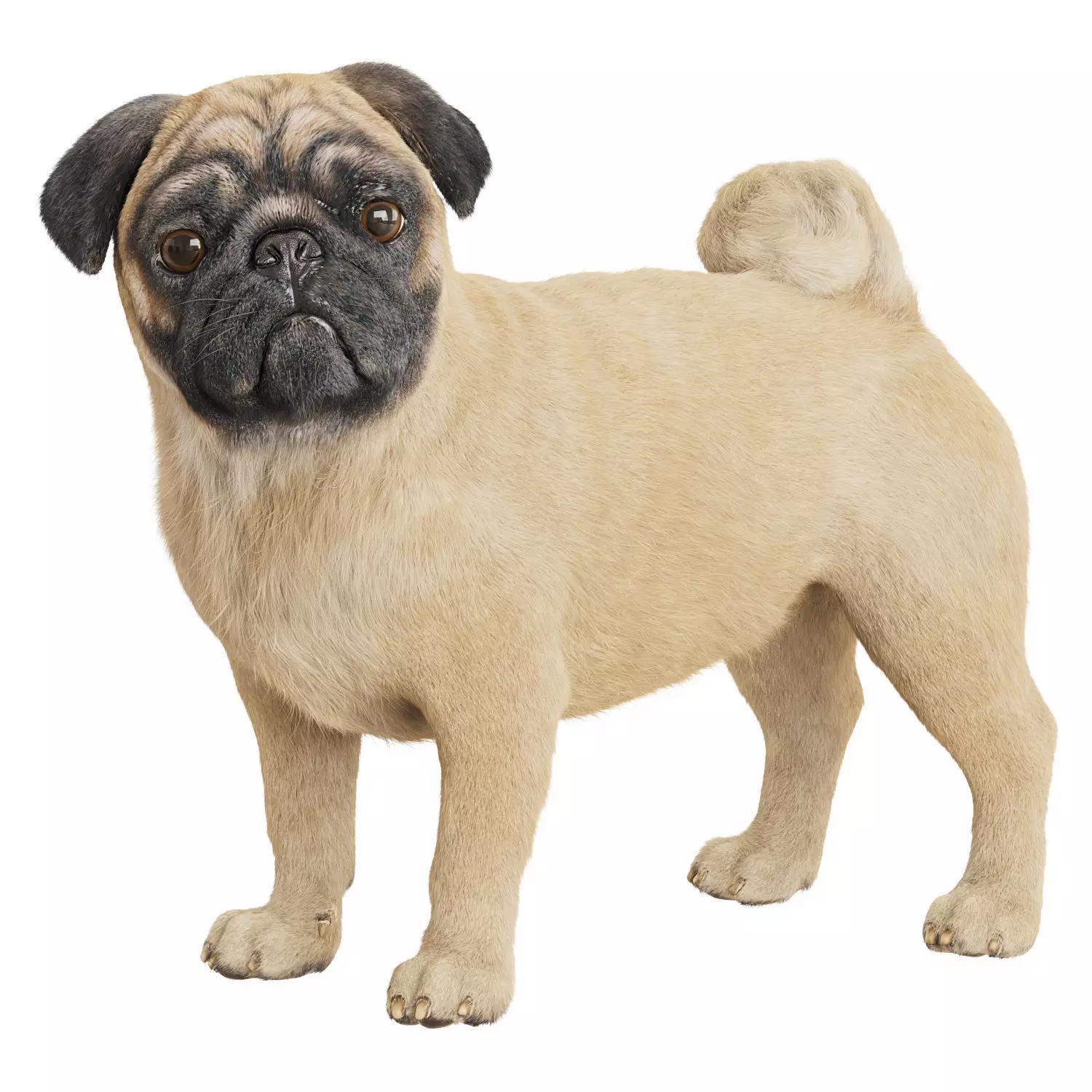 Realistic 3D model of a pug dog 3D model_0