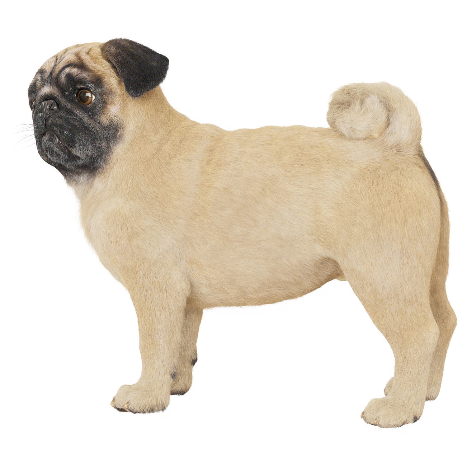 Realistic 3D model of a pug dog 3D model_2