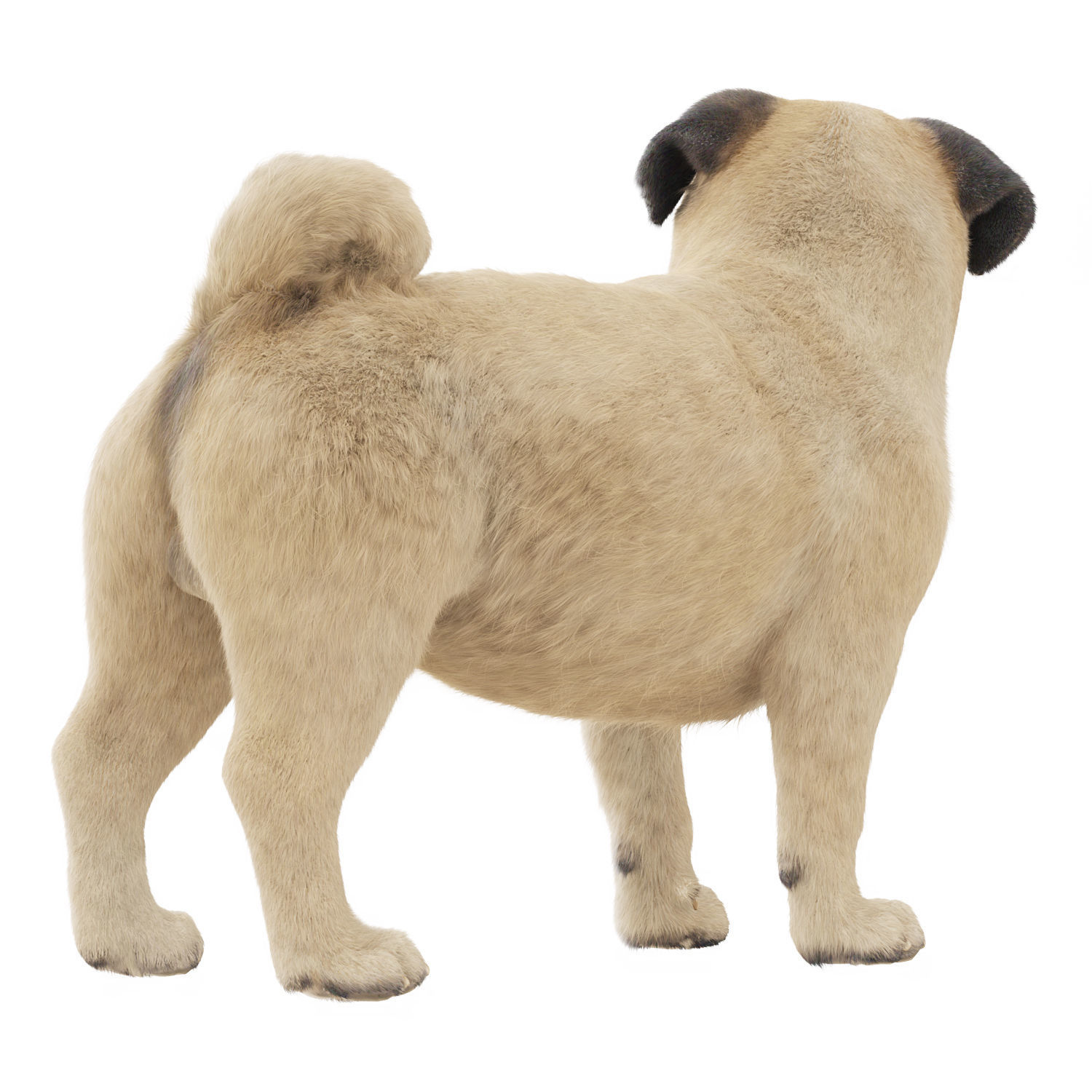 Realistic 3D model of a pug dog 3D model_1