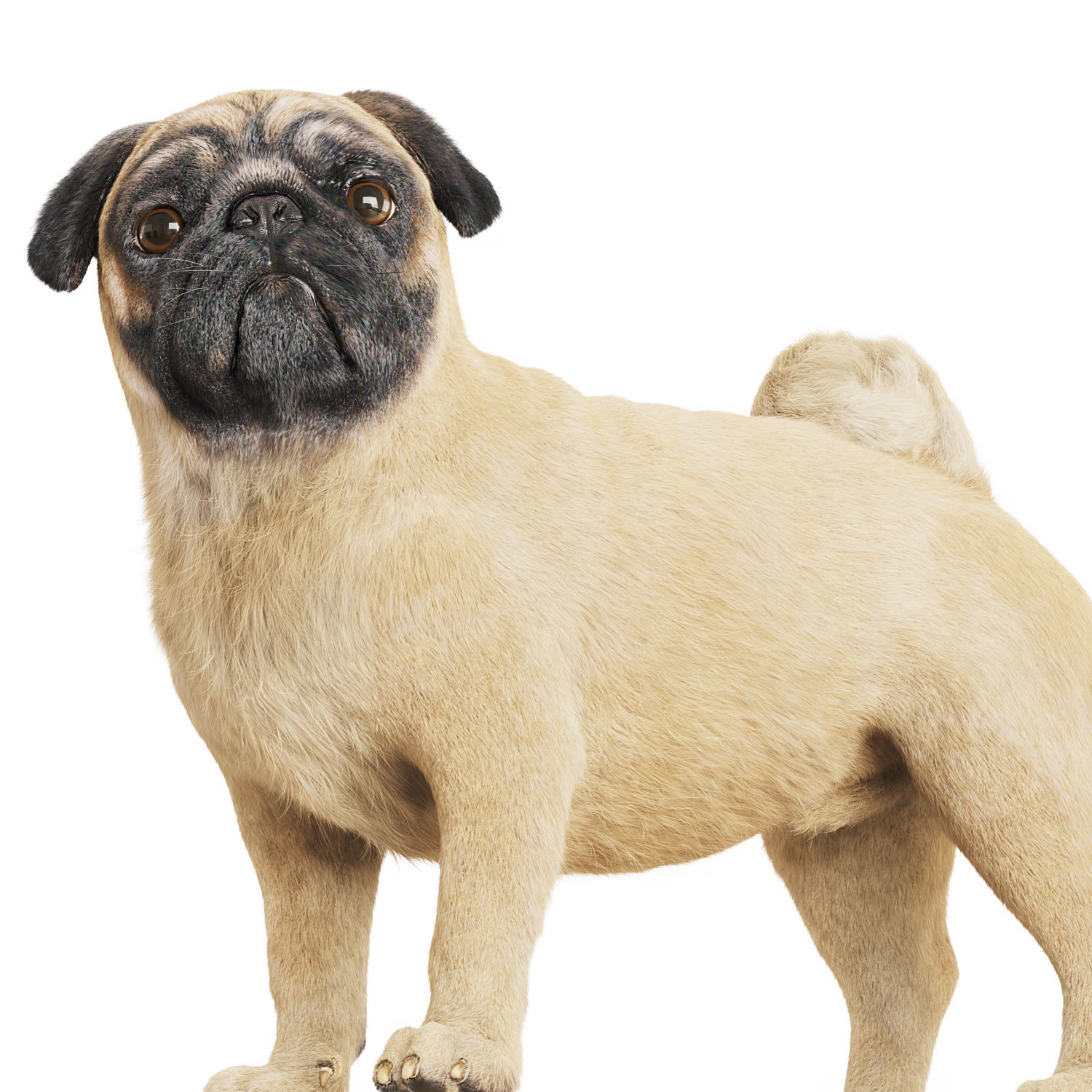 Realistic 3D model of a pug dog 3D model_4