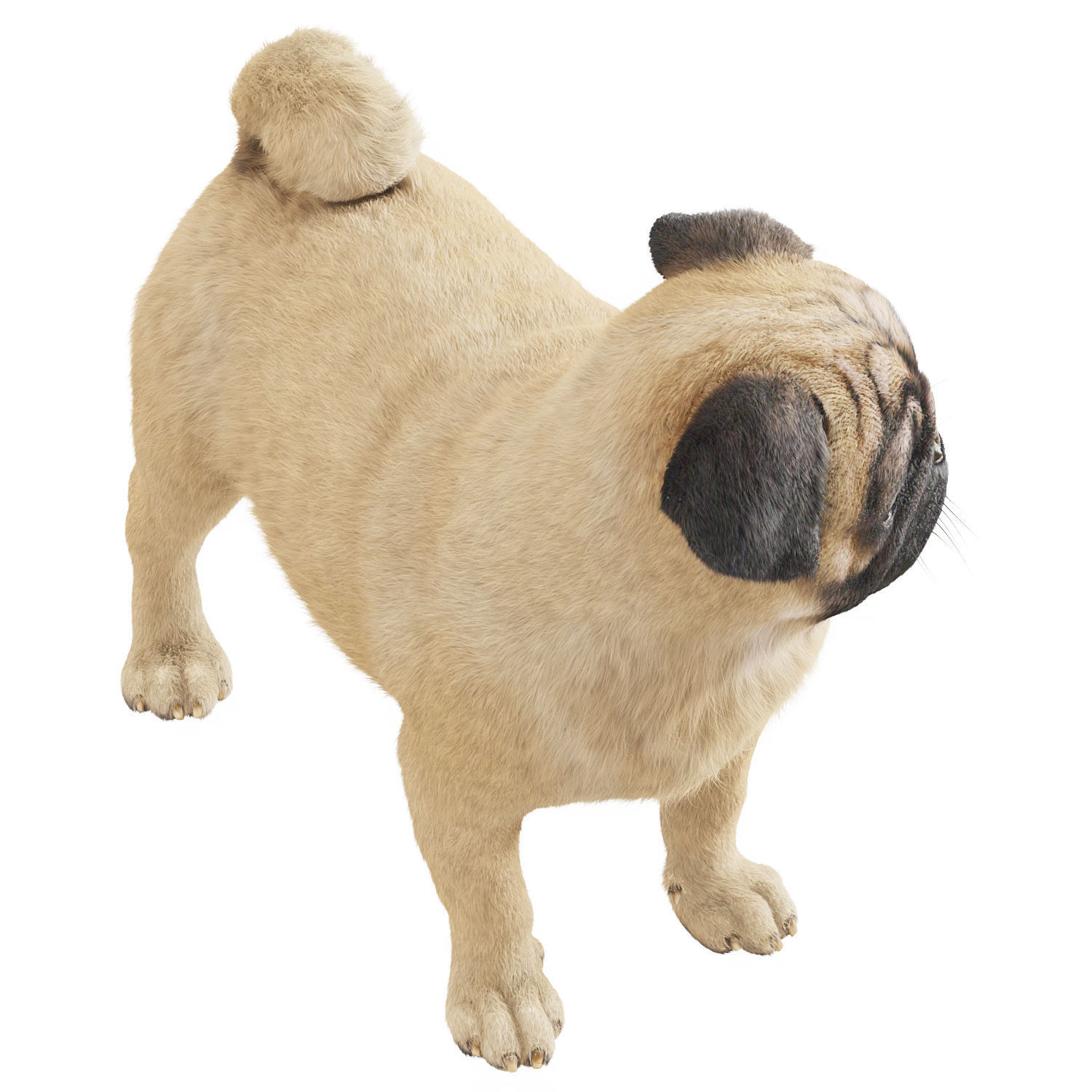 Realistic 3D model of a pug dog 3D model_3