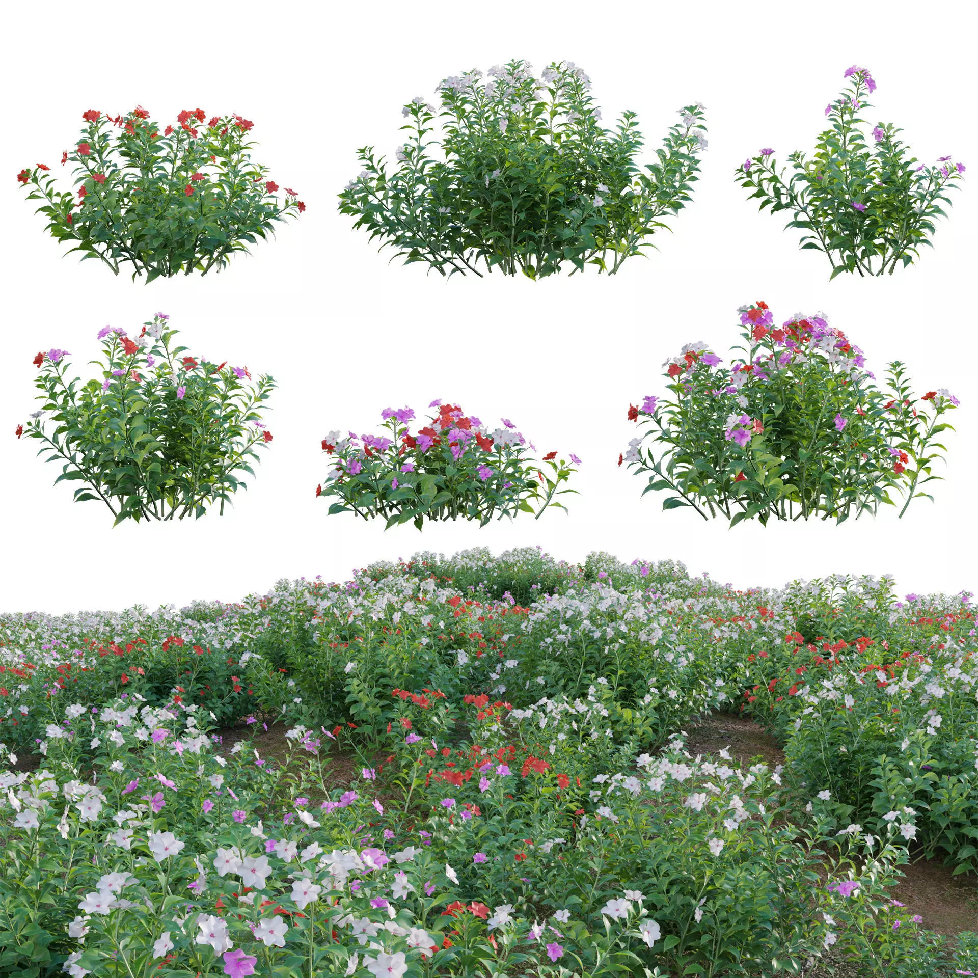 Impatiens walleriana - Busy Lizzie 3D model