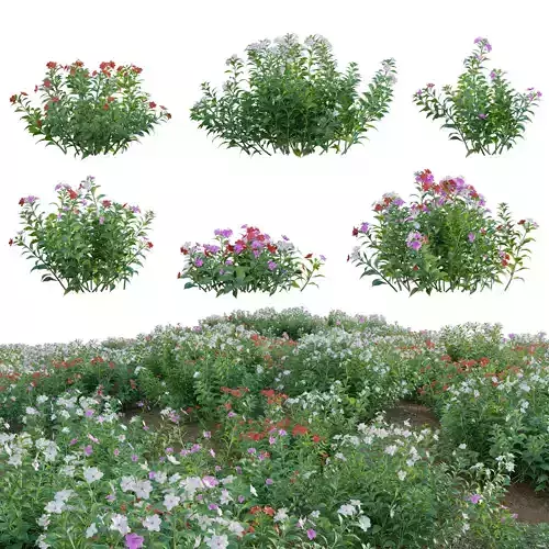 Impatiens walleriana - Busy Lizzie 3D model