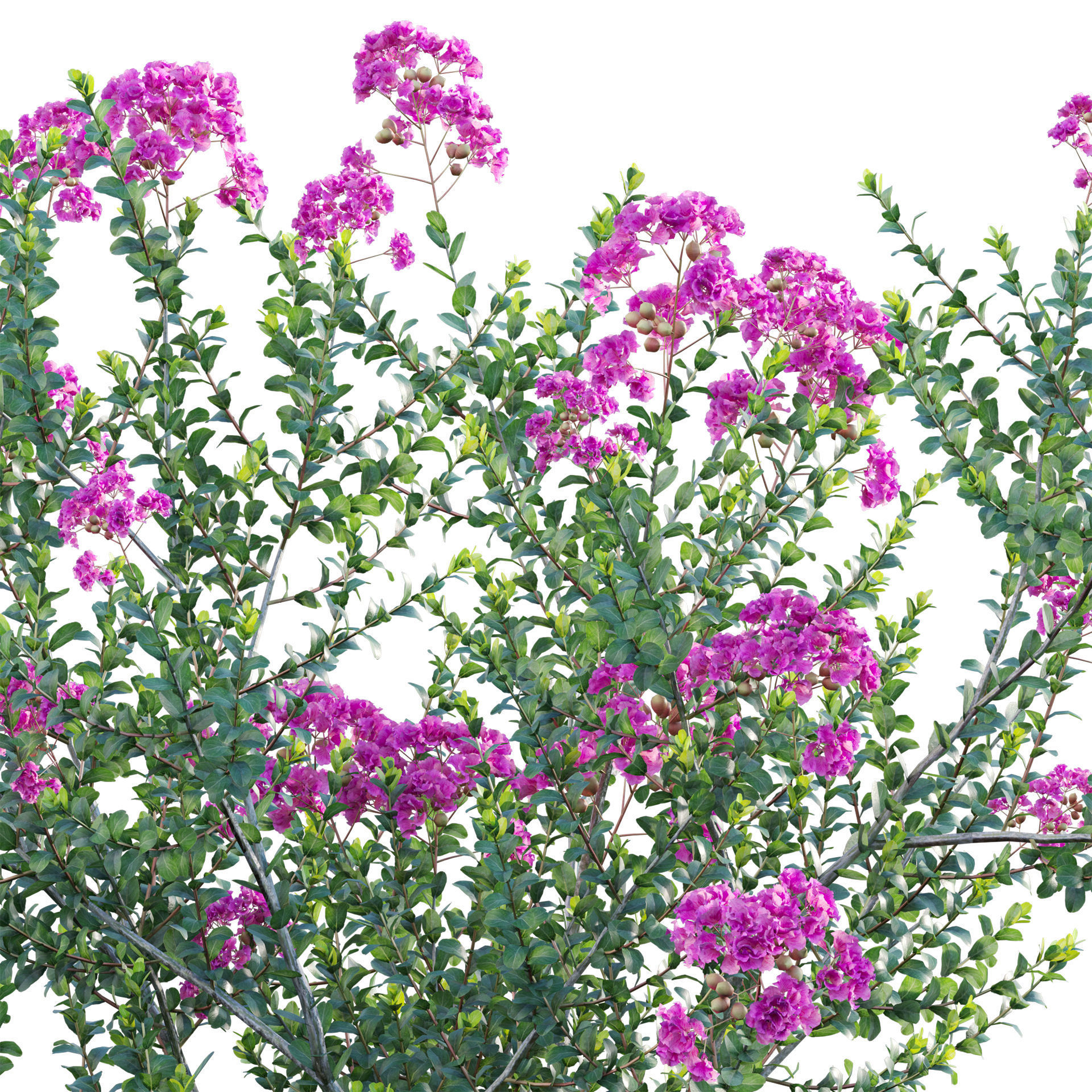 Lagerstroemia indica - Crepe Myrtle 3D model_1