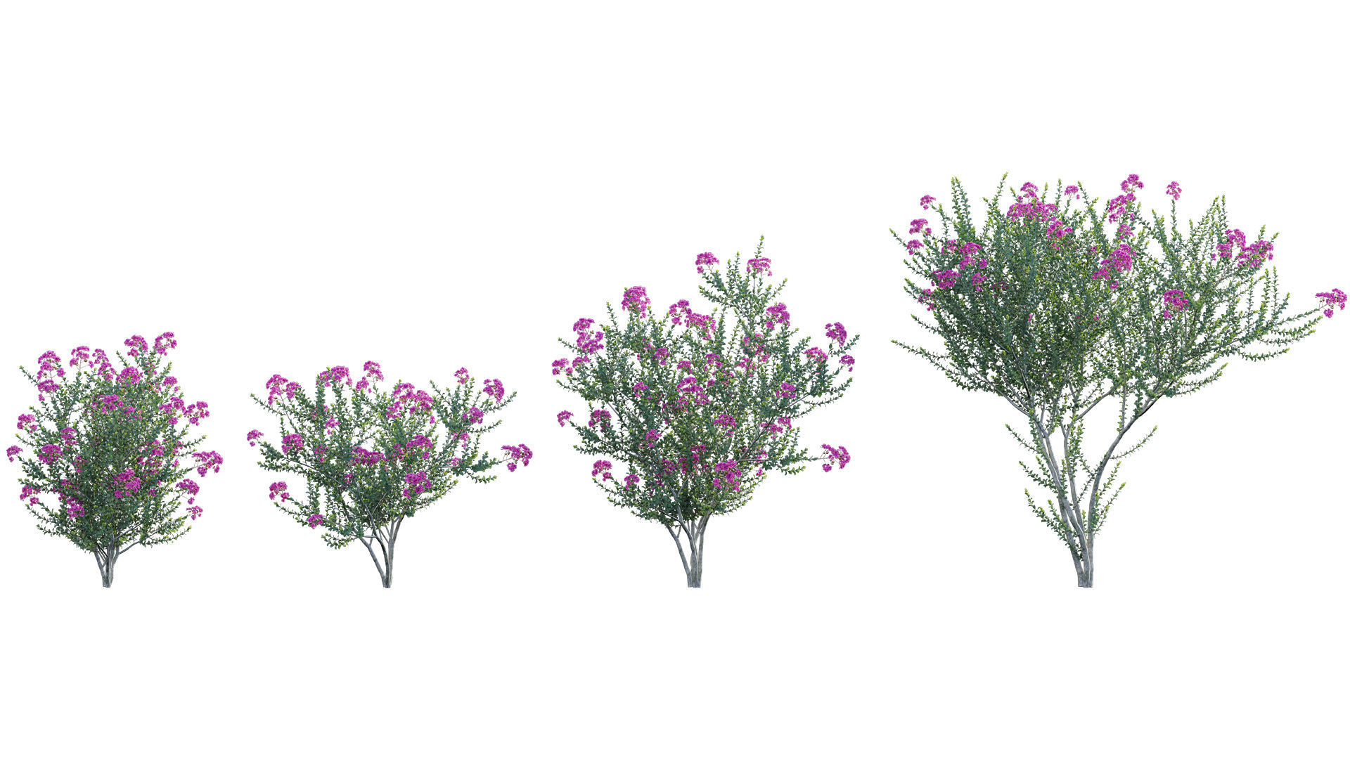 Lagerstroemia indica - Crepe Myrtle 3D model_4
