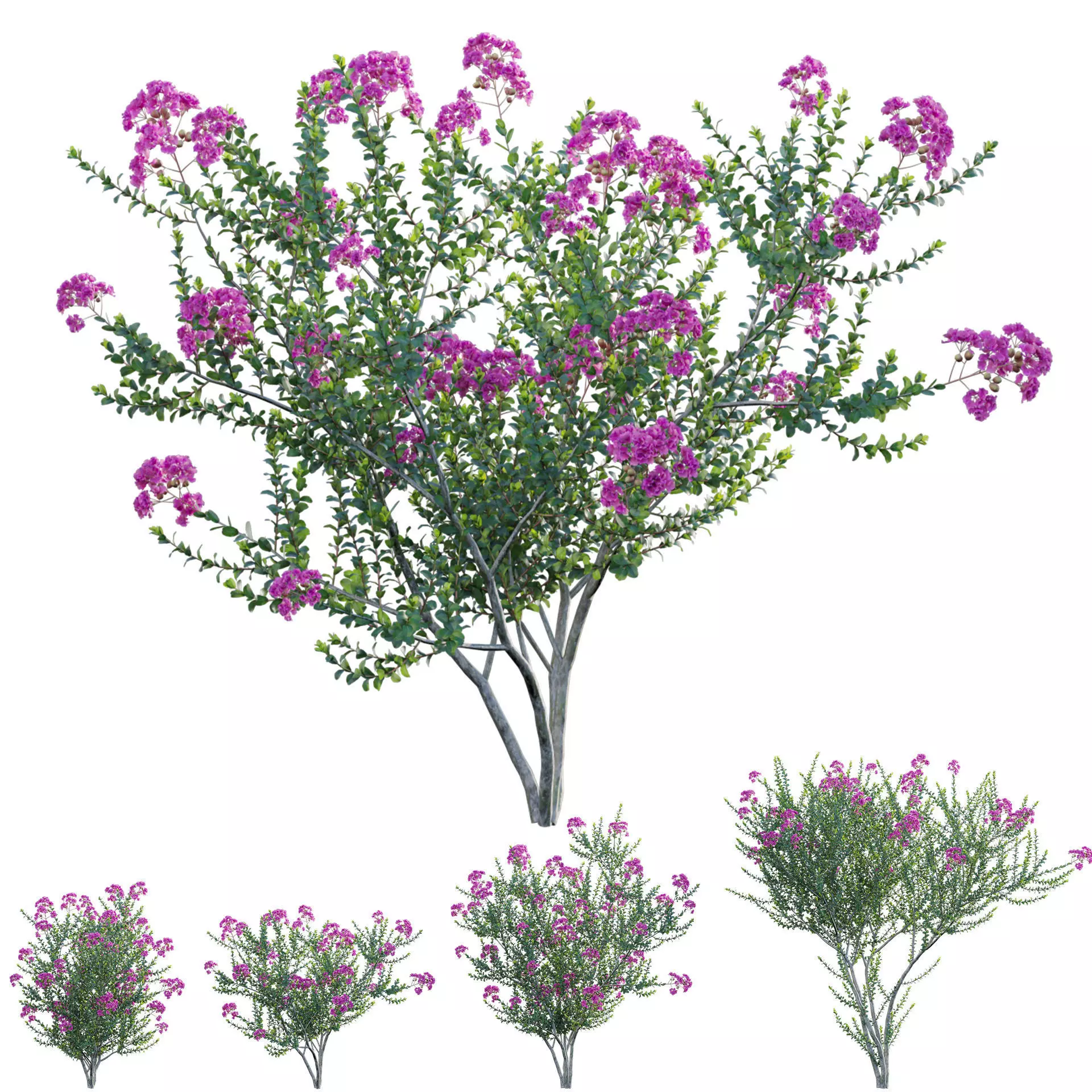 Lagerstroemia indica - Crepe Myrtle 3D model_0
