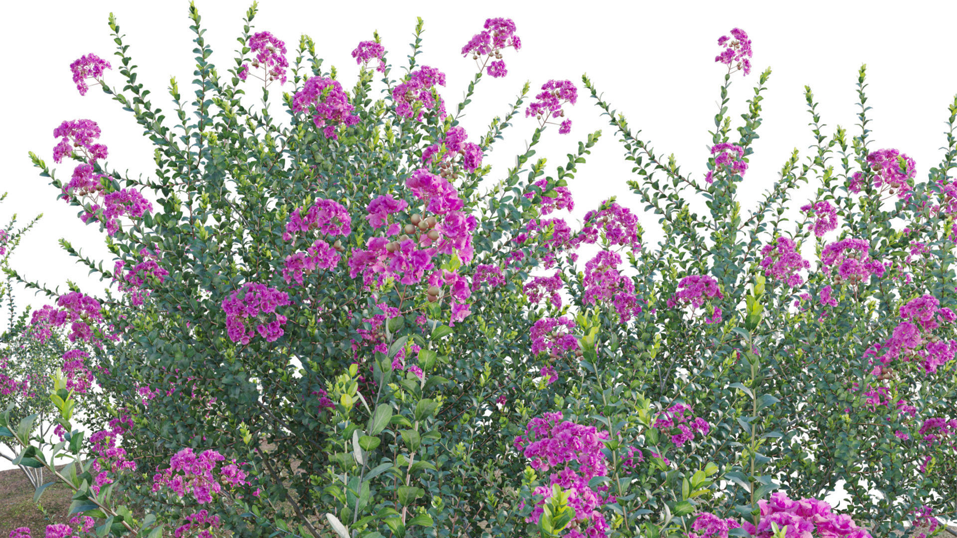 Lagerstroemia indica - Crepe Myrtle 3D model_7