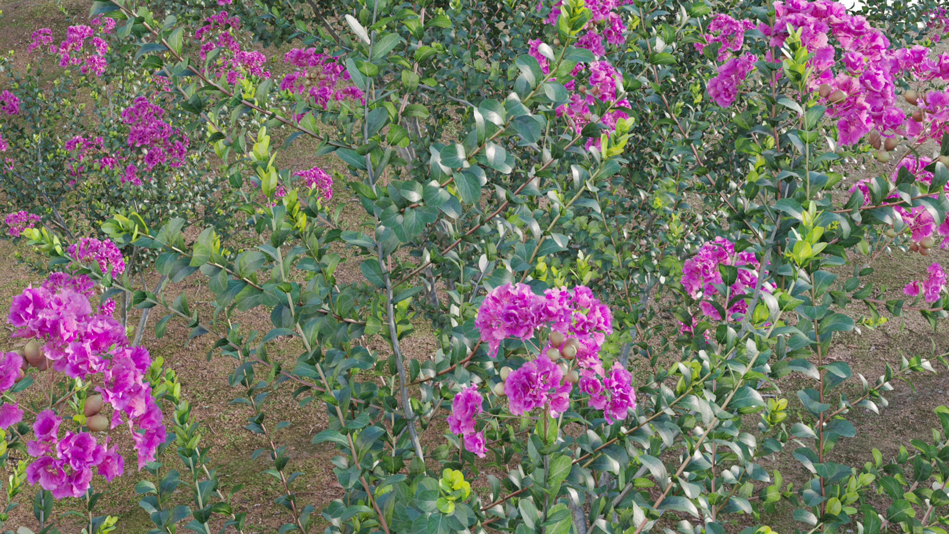Lagerstroemia indica - Crepe Myrtle 3D model_8