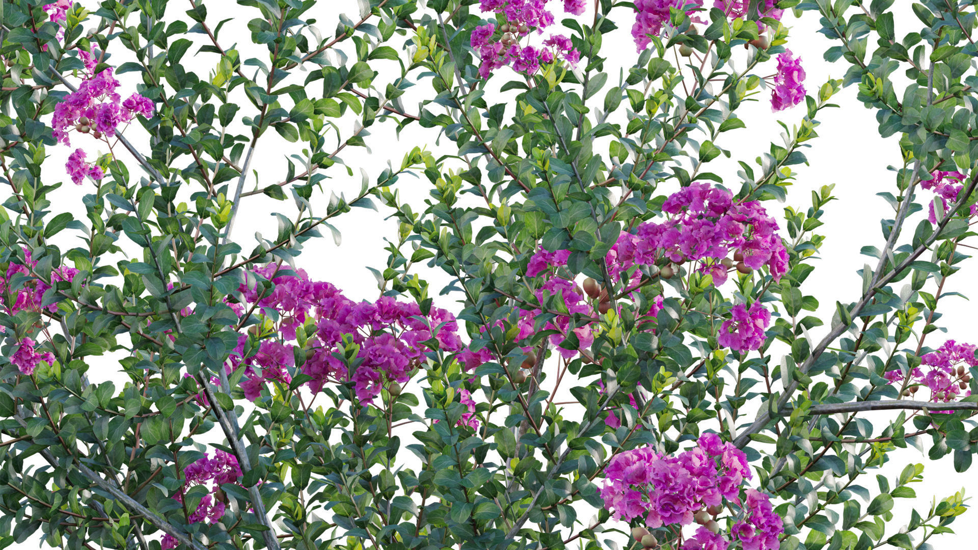 Lagerstroemia indica - Crepe Myrtle 3D model_6