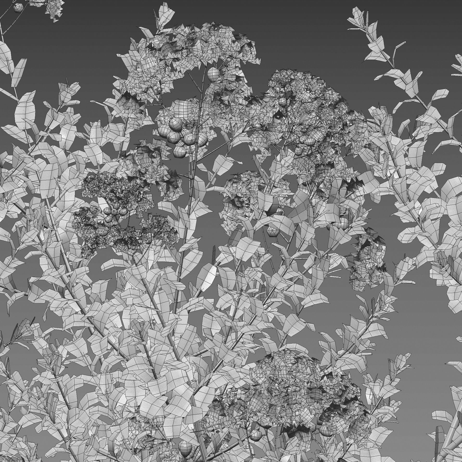 Lagerstroemia indica - Crepe Myrtle 3D model_3