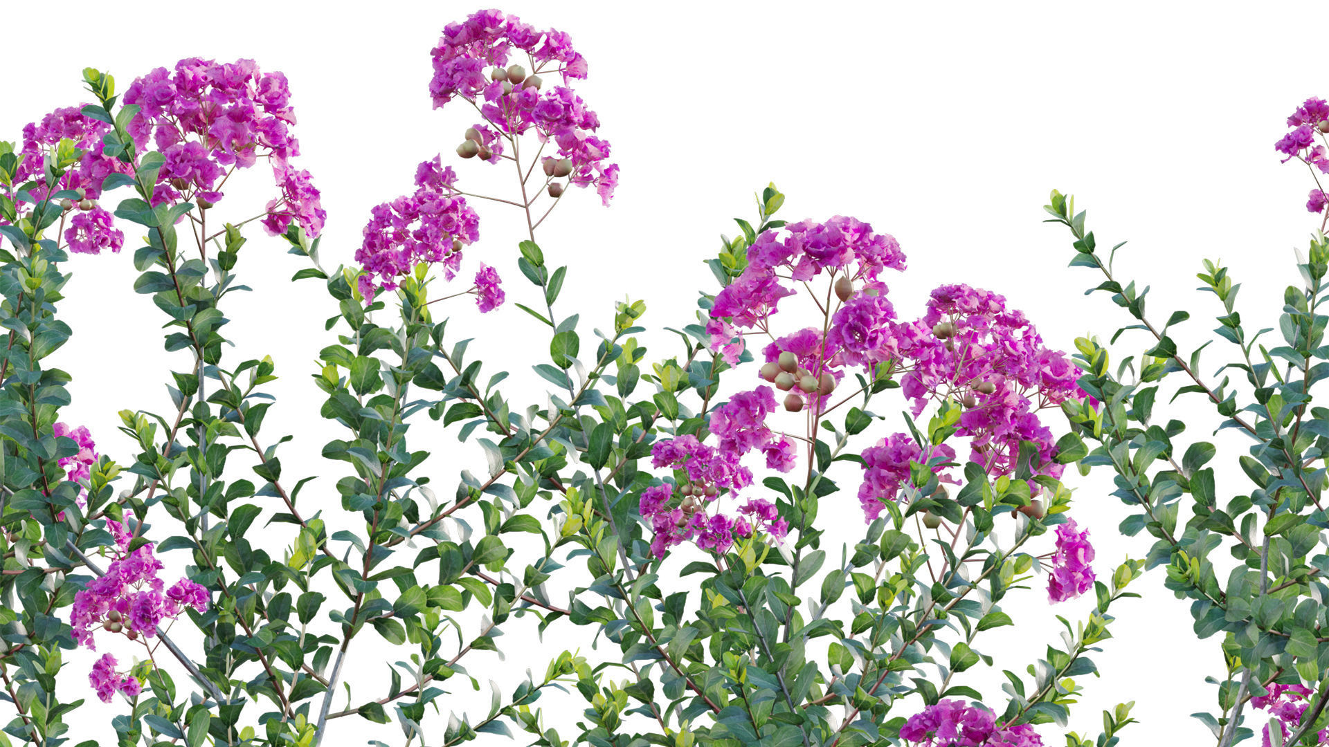 Lagerstroemia indica - Crepe Myrtle 3D model_5