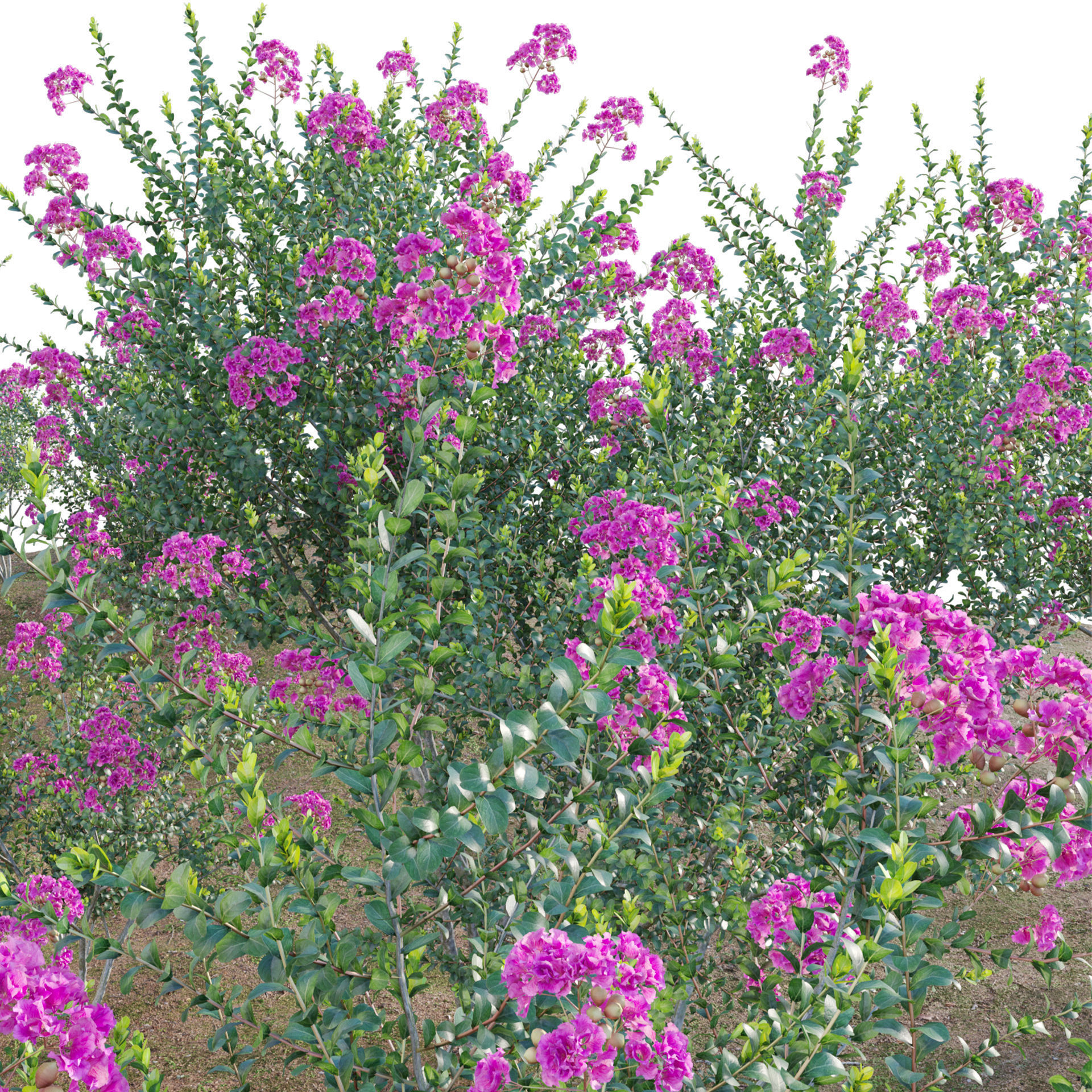 Lagerstroemia indica - Crepe Myrtle 3D model_2