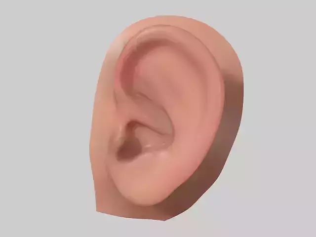 ear realistic ear human ear