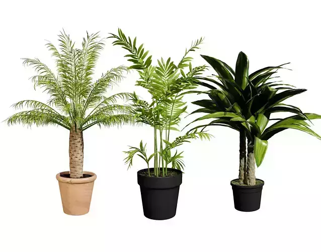 indoor palm collection Low-poly 3D model