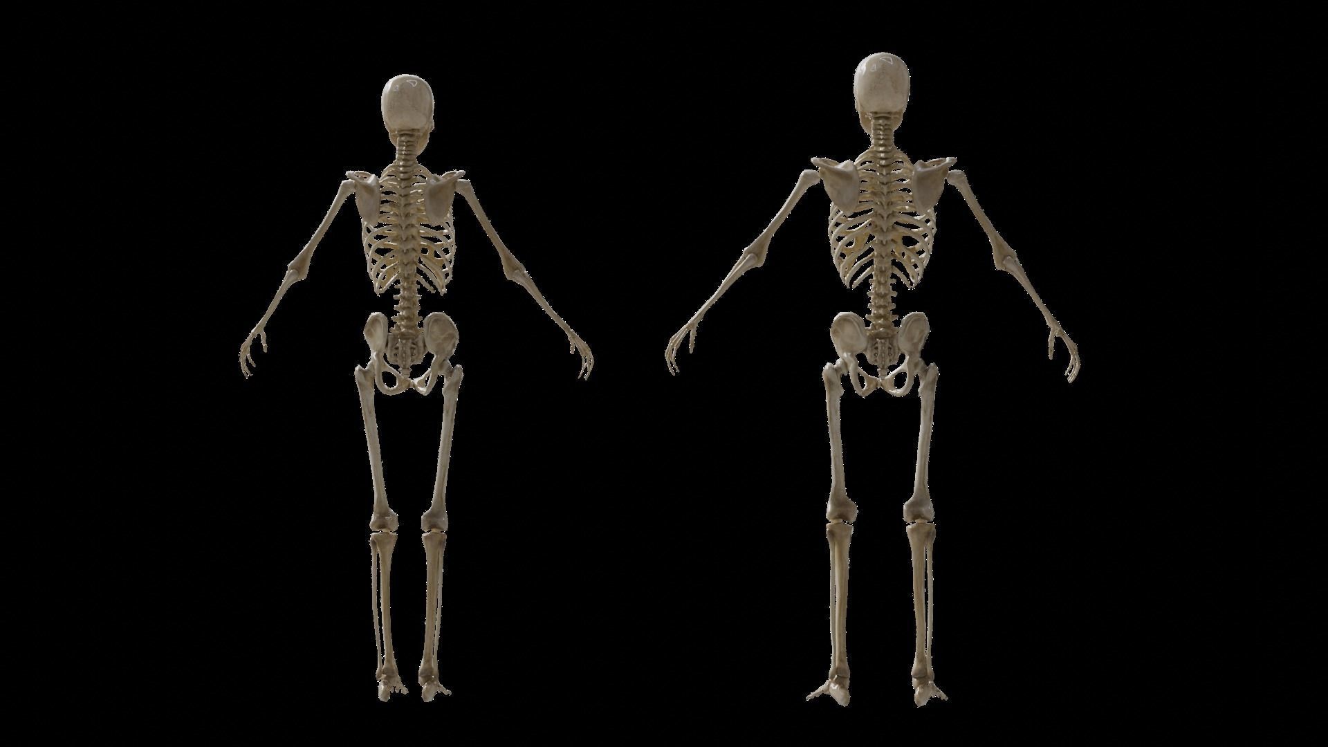 Human Skeleton 3D model_3
