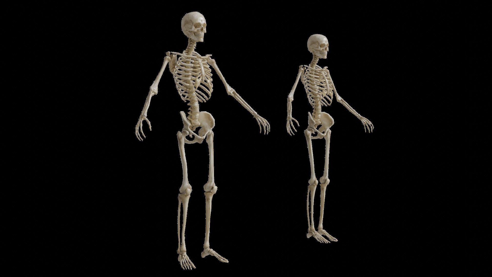 Human Skeleton 3D model_1