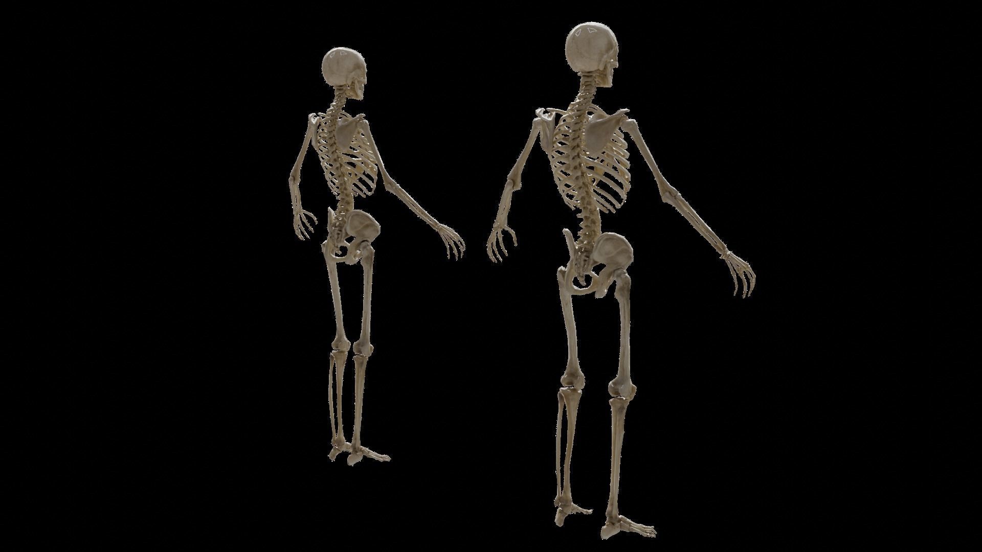 Human Skeleton 3D model_2