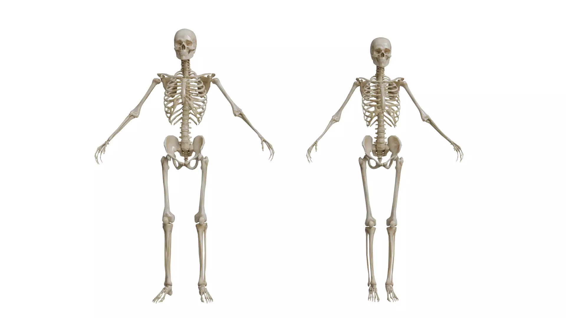 Human Skeleton 3D model_0