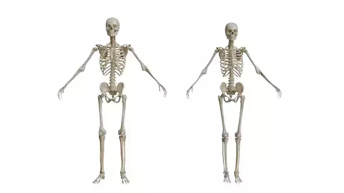 Human Skeleton 3D model
