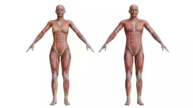 Human Anatomy  3D model