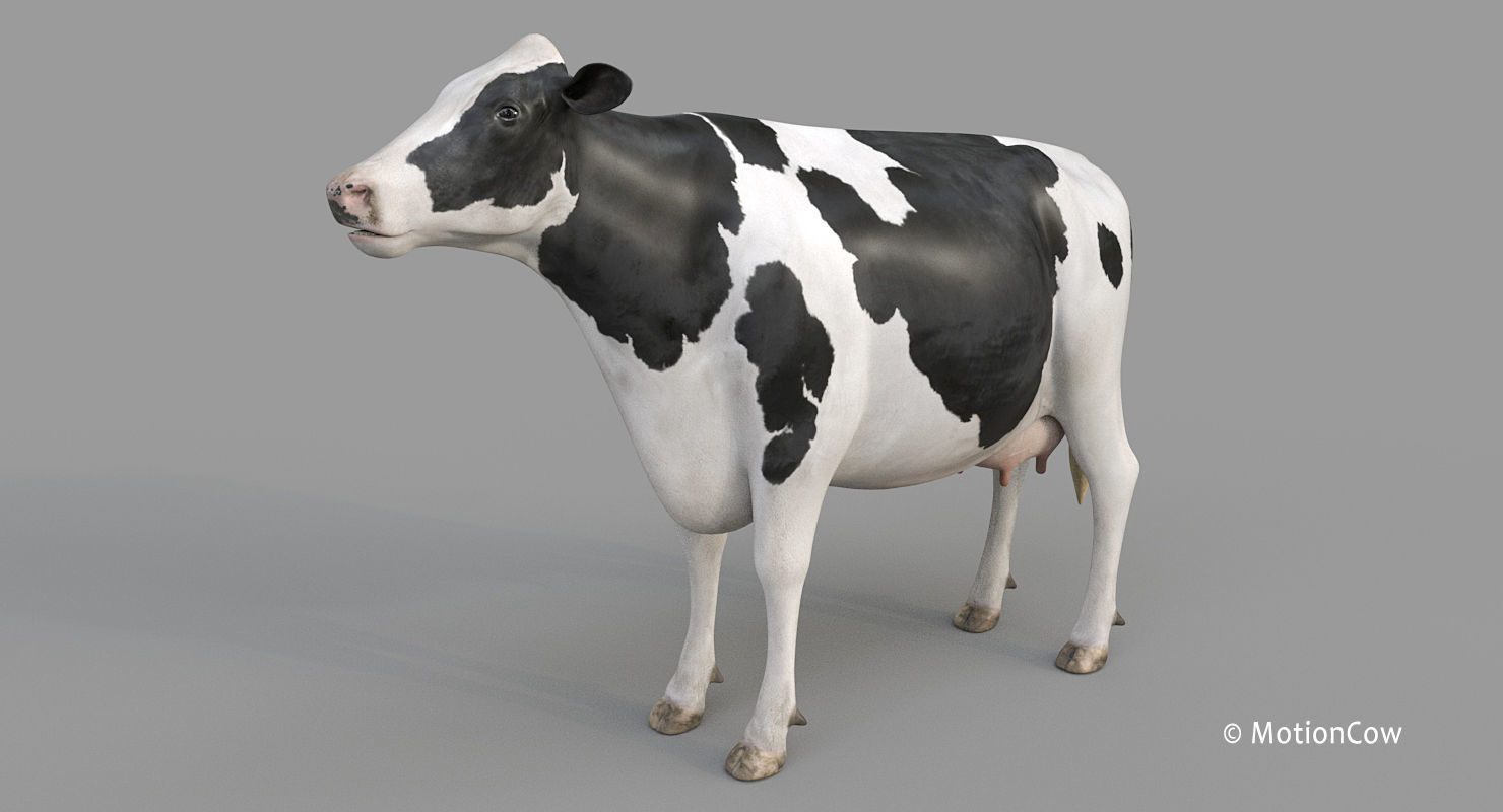 Cow PRO - Holstein 3D model_24